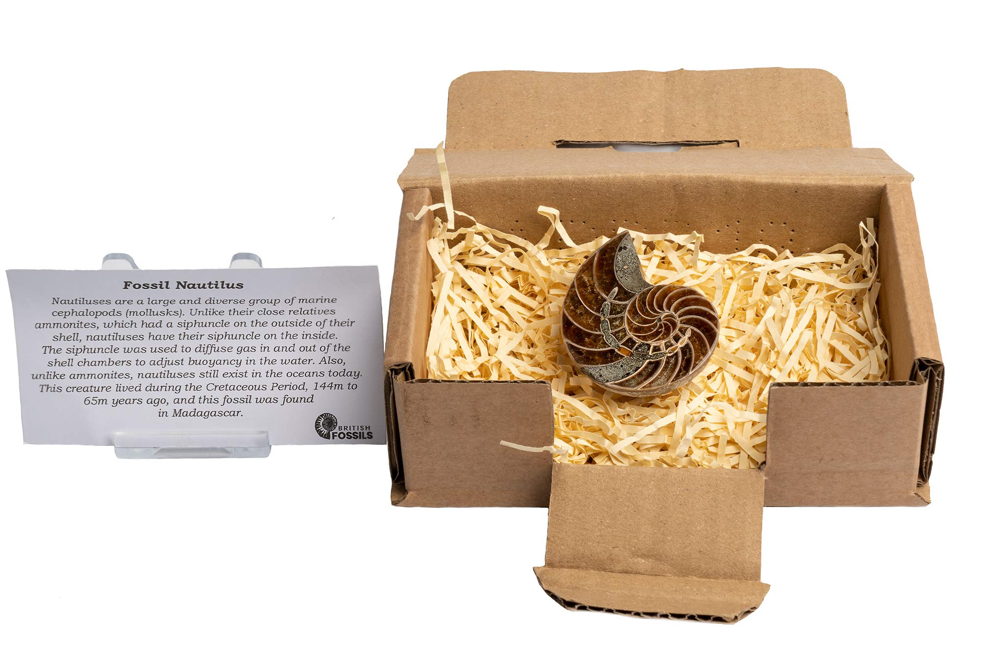 Genuine Cut & Polished Nautilus Fossil in Gift Box - 140 Million Years Old! (Small - Approx. 4.5cm)