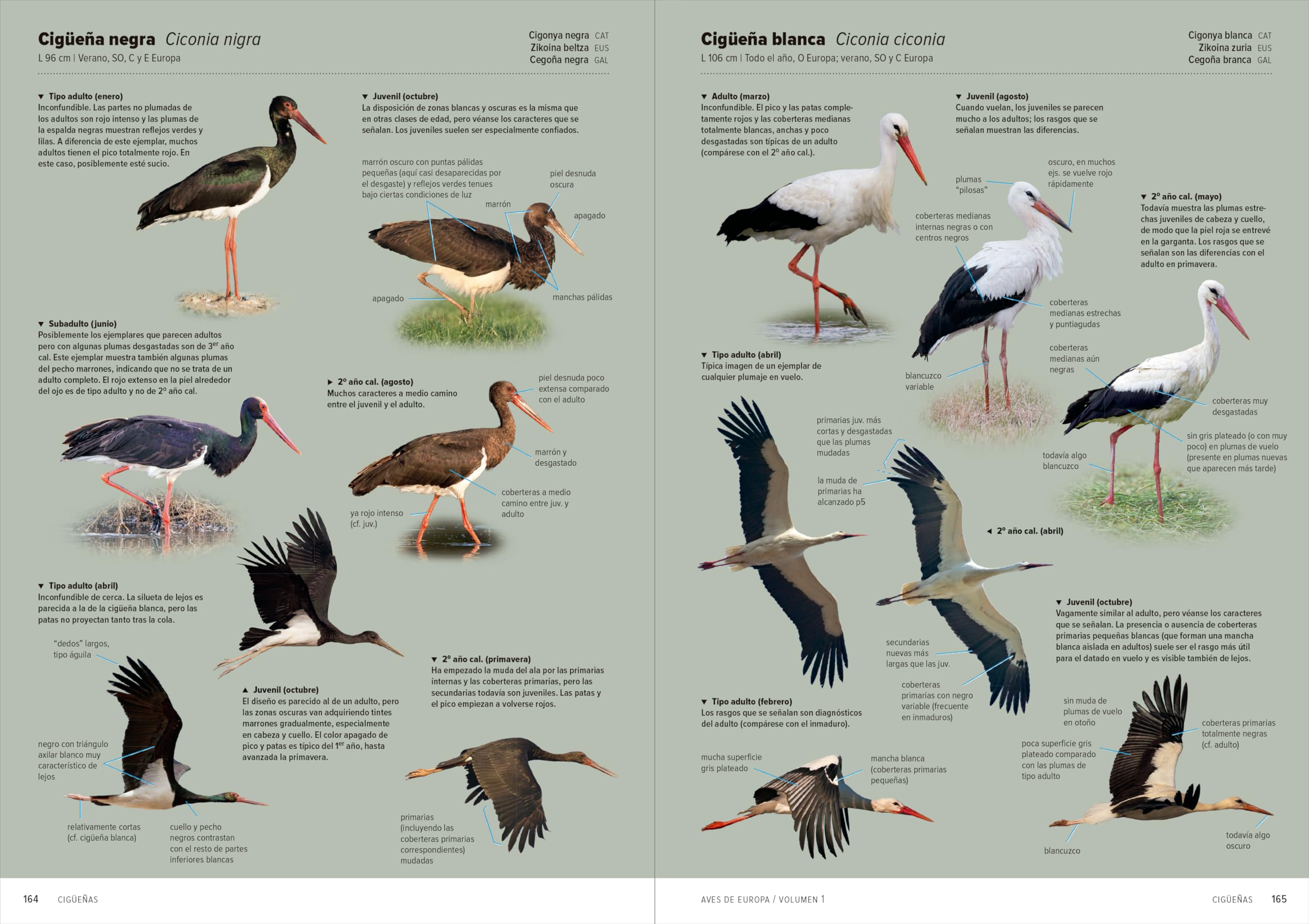 Aves de Europa: Identificación de todas las especies y plumajes