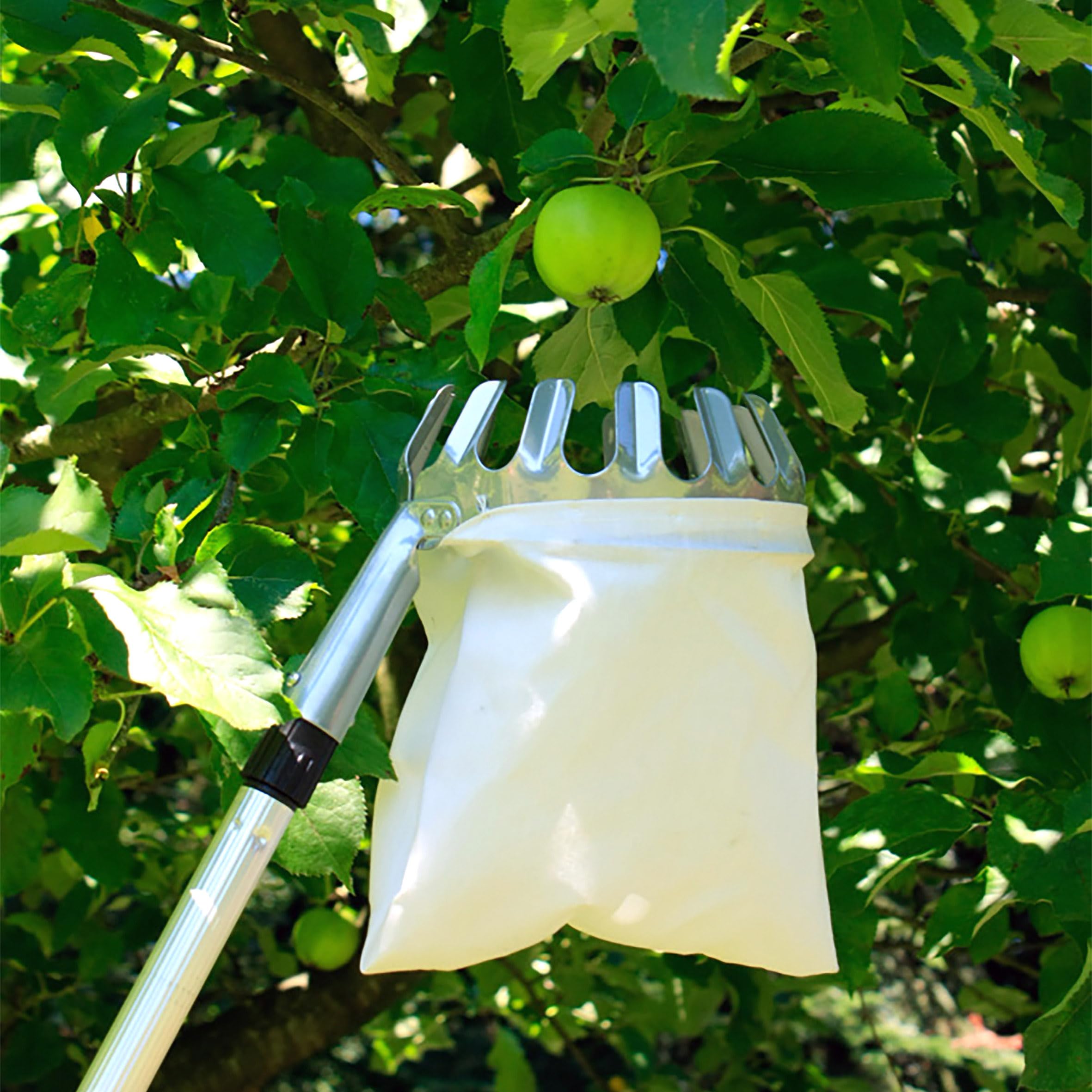 Apfel Pflücker Stange Spetebo Obstpflücker Mit Teleskopstiel - Bis 240cm  Mit Fangbeutel Gartenwerkzeug Für Früchte, image size:2362x2362