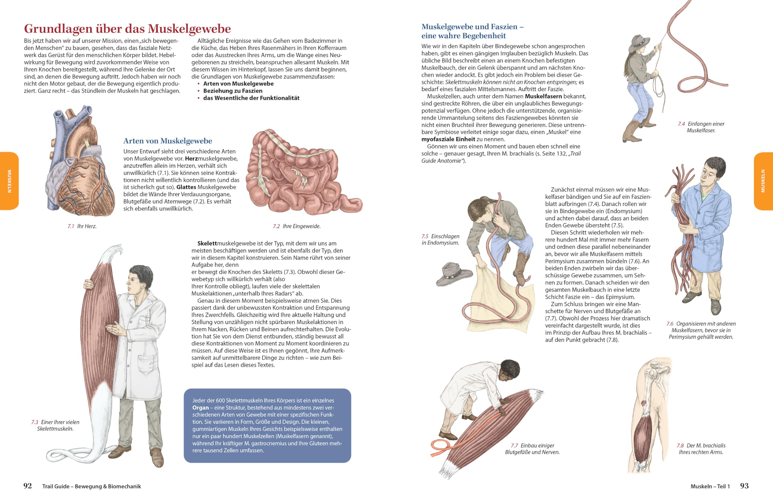 Trail Guide – Bewegung und Biomechanik: Schritt für Schritt Bewegung verstehen