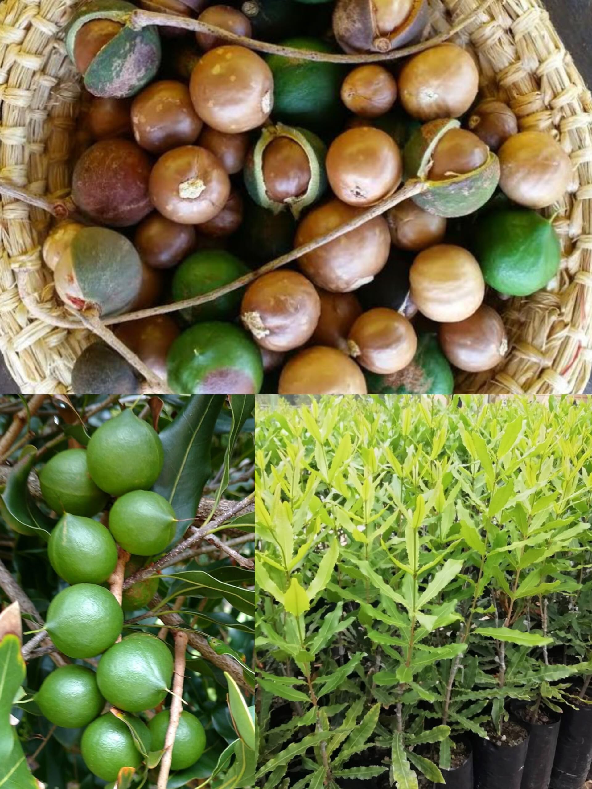 Macadamia nuts plants live Exotic plant 