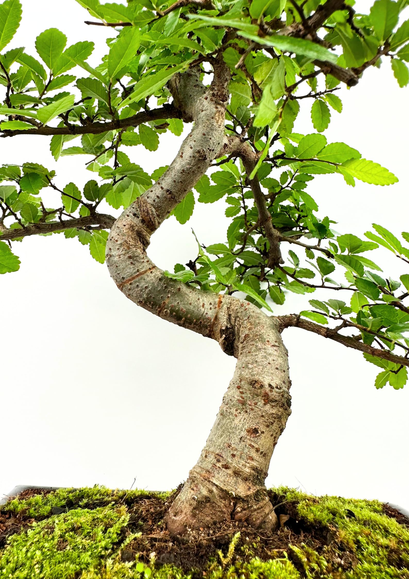 Bonsaï Arbre avec pot de fleurs en céramique d'env. 25-35 cm de haut, soucoupe et ciseaux - Coffret cadeau bonsaï - (Bol de 20 cm environ 8-9 ans, bonsaï orme chinois)