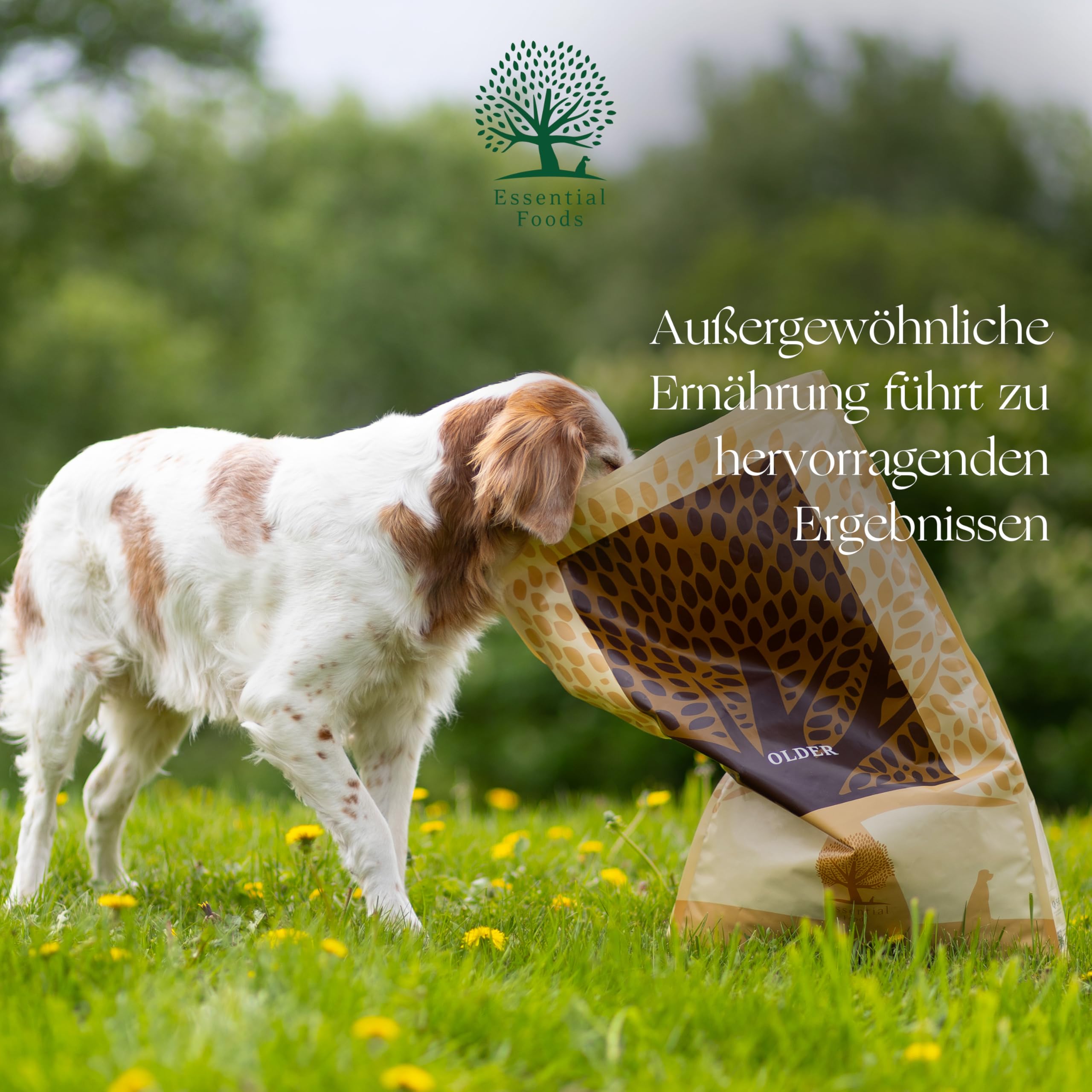 Essential Older 10 kg | Huhn, Ente, Lachs & Forelle | Getreidefrei Hundefutter für große Senior Hunde | hoher Fleischanteil | nach dem BOF-Prinzip