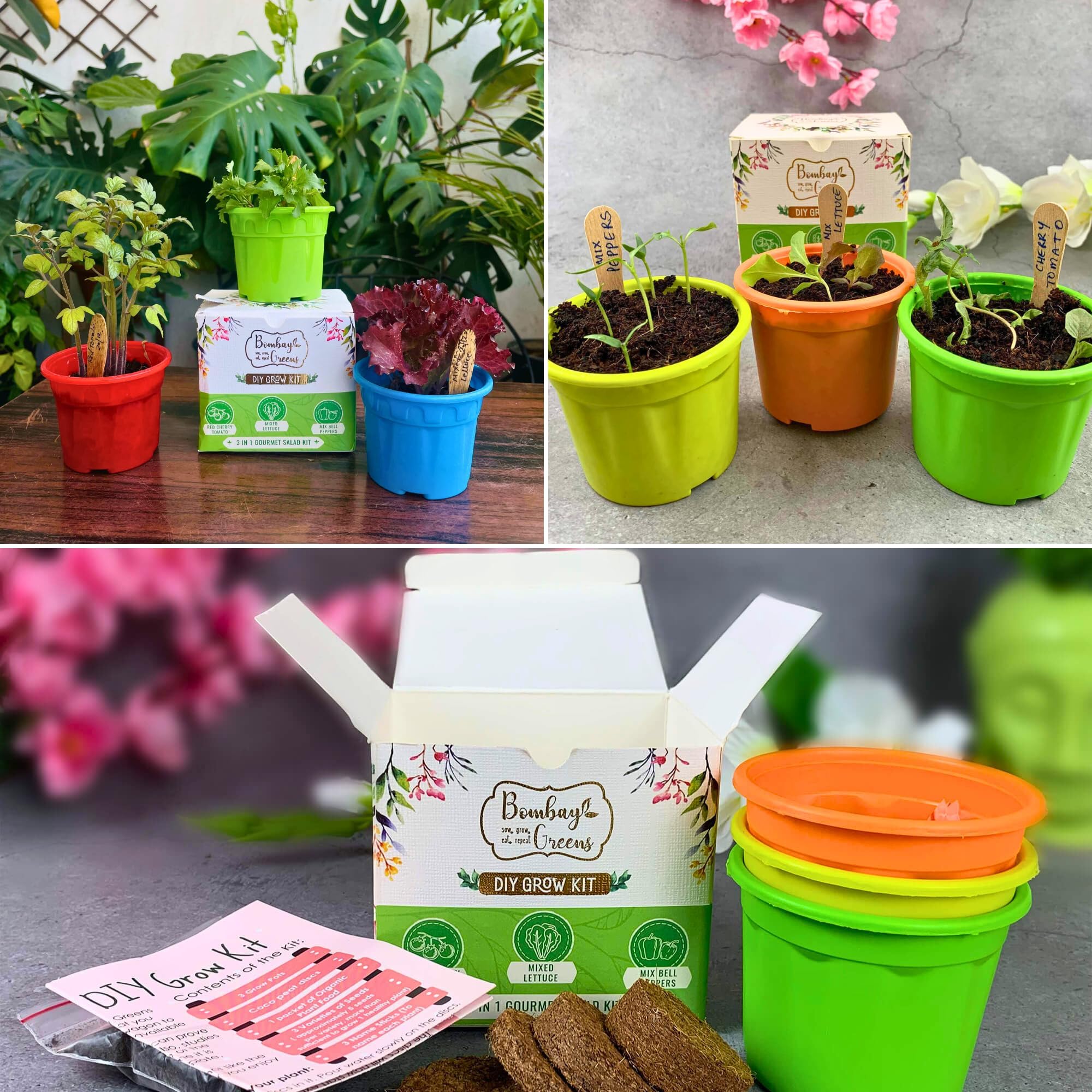 Bombay Greens 3 in 1 Flowers DIY Grow Kit – Gardening kit for Return Gift For Birthday For Kids, Home Gardener – (Zinnia, Sunflower & Butterfly Blue Pea) - Combo Pack of 8 2