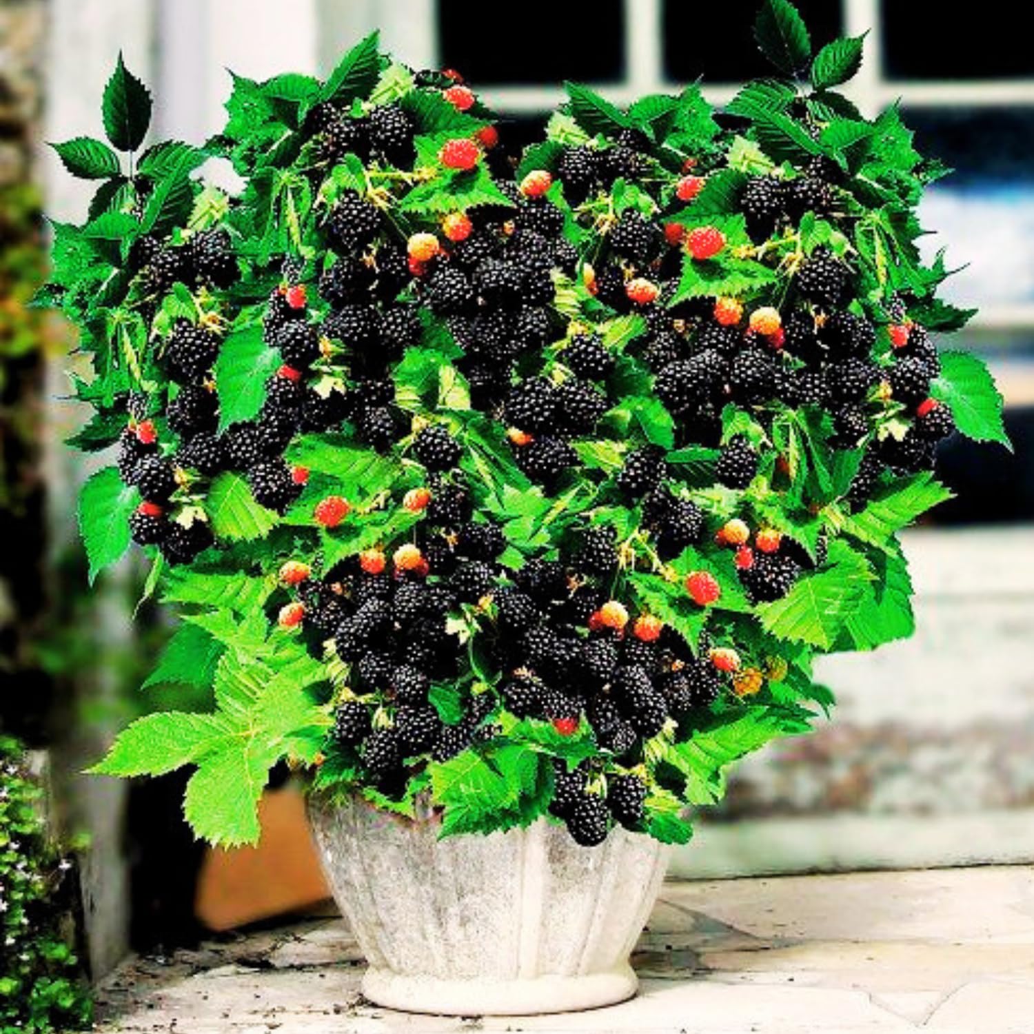 See full amazon price history chart for MAITRAANDSONS Rare Internationally Famous Airlayerd Climbing Blackberry Dwarf Rubus Fruticosus Blackberry Tasty Fruit Live Plant (1 Plant) MAITRAANDSONS Rare Internationally Famous Airlayerd Climbing Blackberry Dwarf Rubus Fruticosus Blackberry Tasty Fruit Live Plant (1 Plant) (B0CVVZ7VG4) Amazon Price History, Amazon Price Tracker