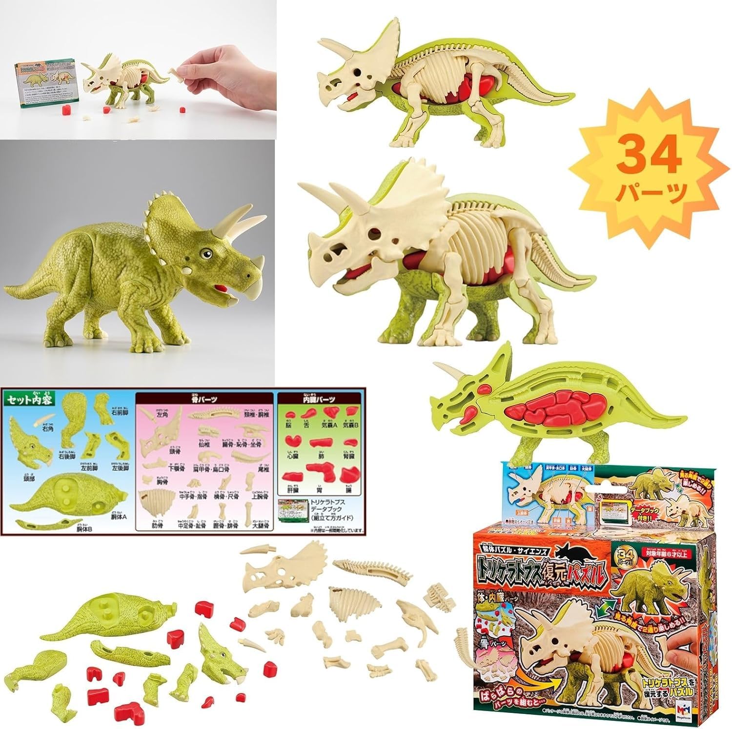 Amazon | 【解体パズル サイエンス：4点セット】ティラノサウルス