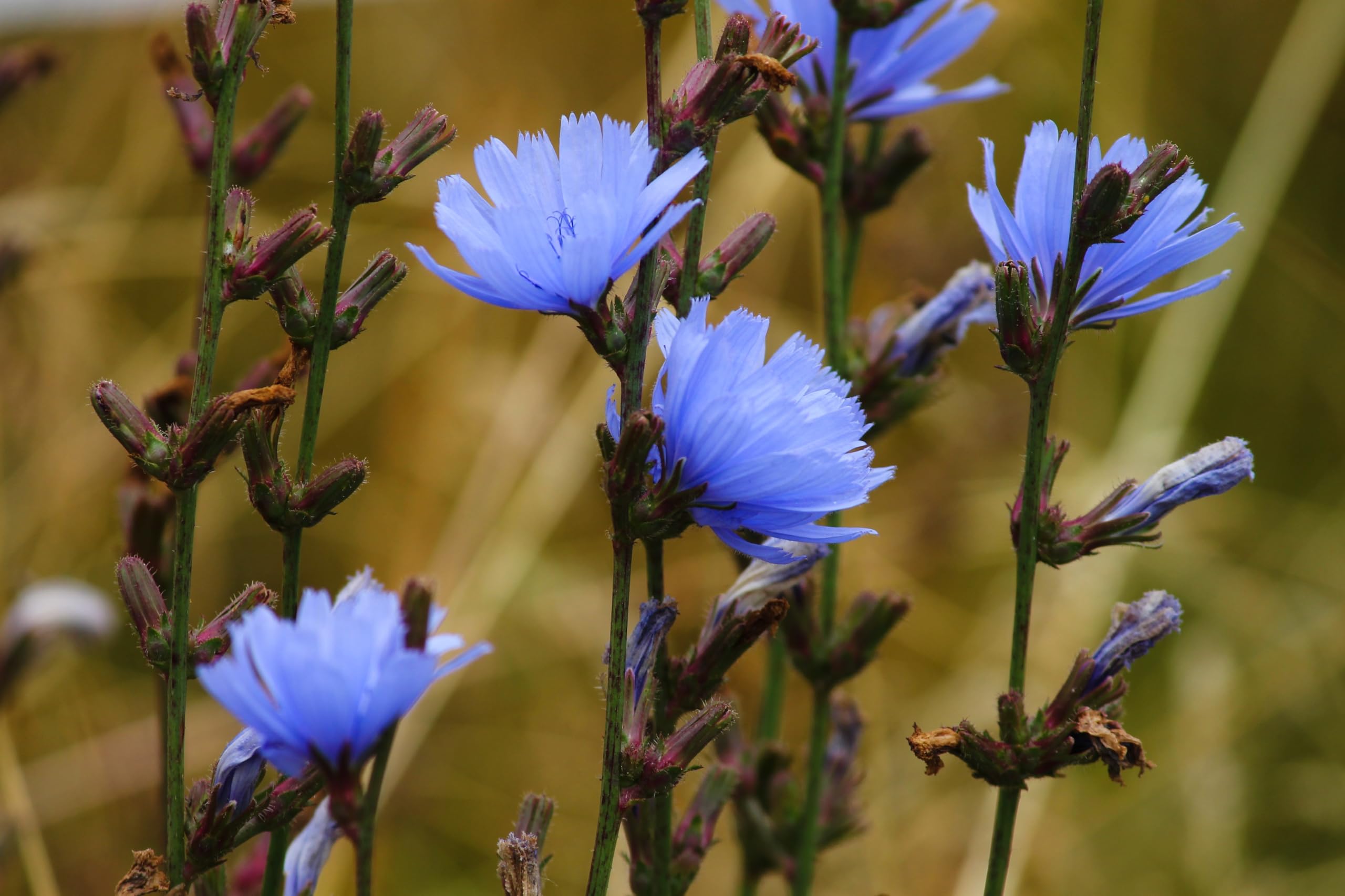 Gemeine Wegwarte (Cichorium intybus) Samen ´WILDFORM´. Heilpflanze des Jahres 2020 (20000 Samen = 30,0g)