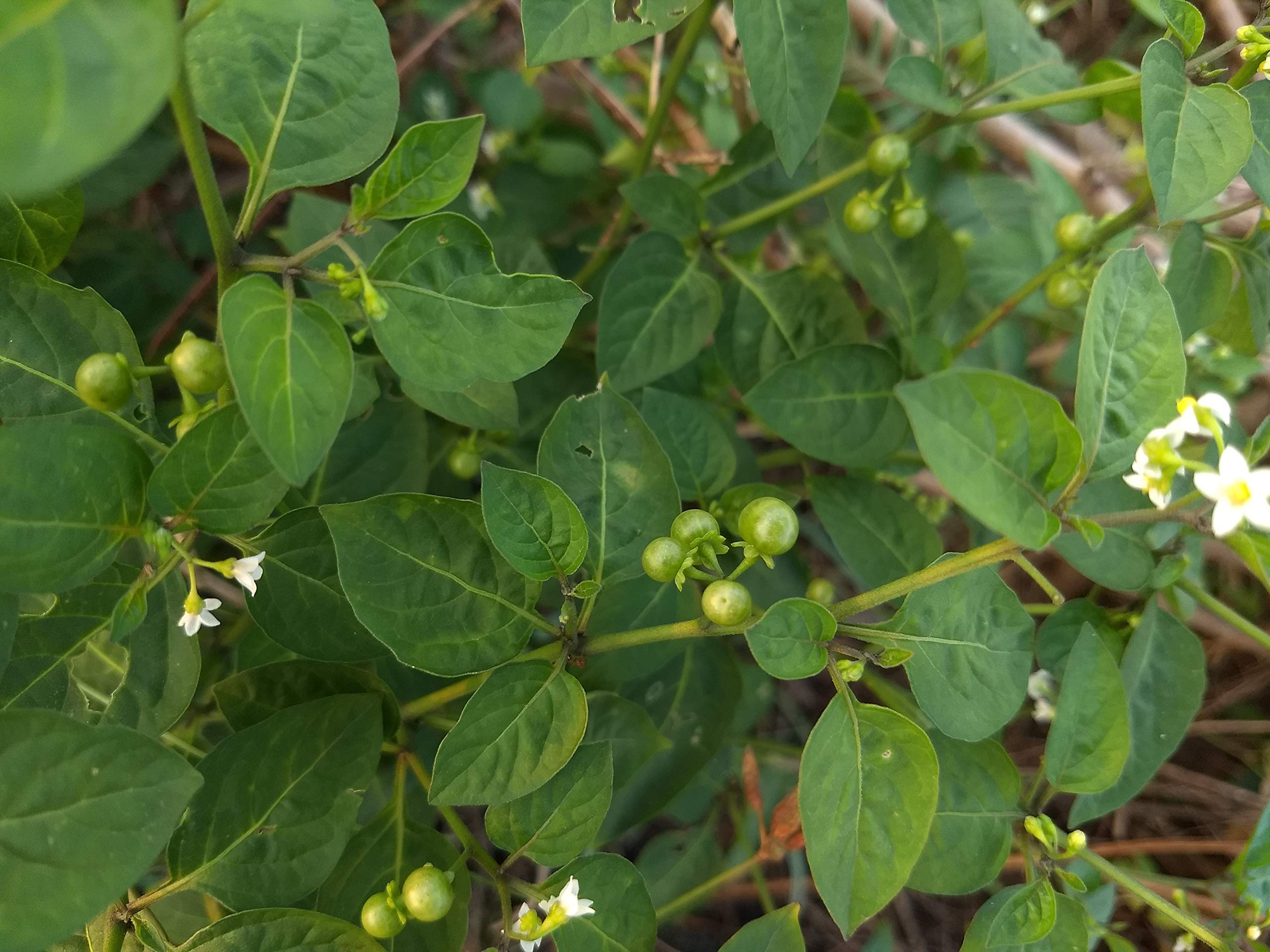 ASPEN® Sukkuti Keerai Seed/Black Night Shade Spinach Seeds/Manathakkali Keerai Seeds - Pack of 50 Seeds (Seed - 263_Baz)-image-23