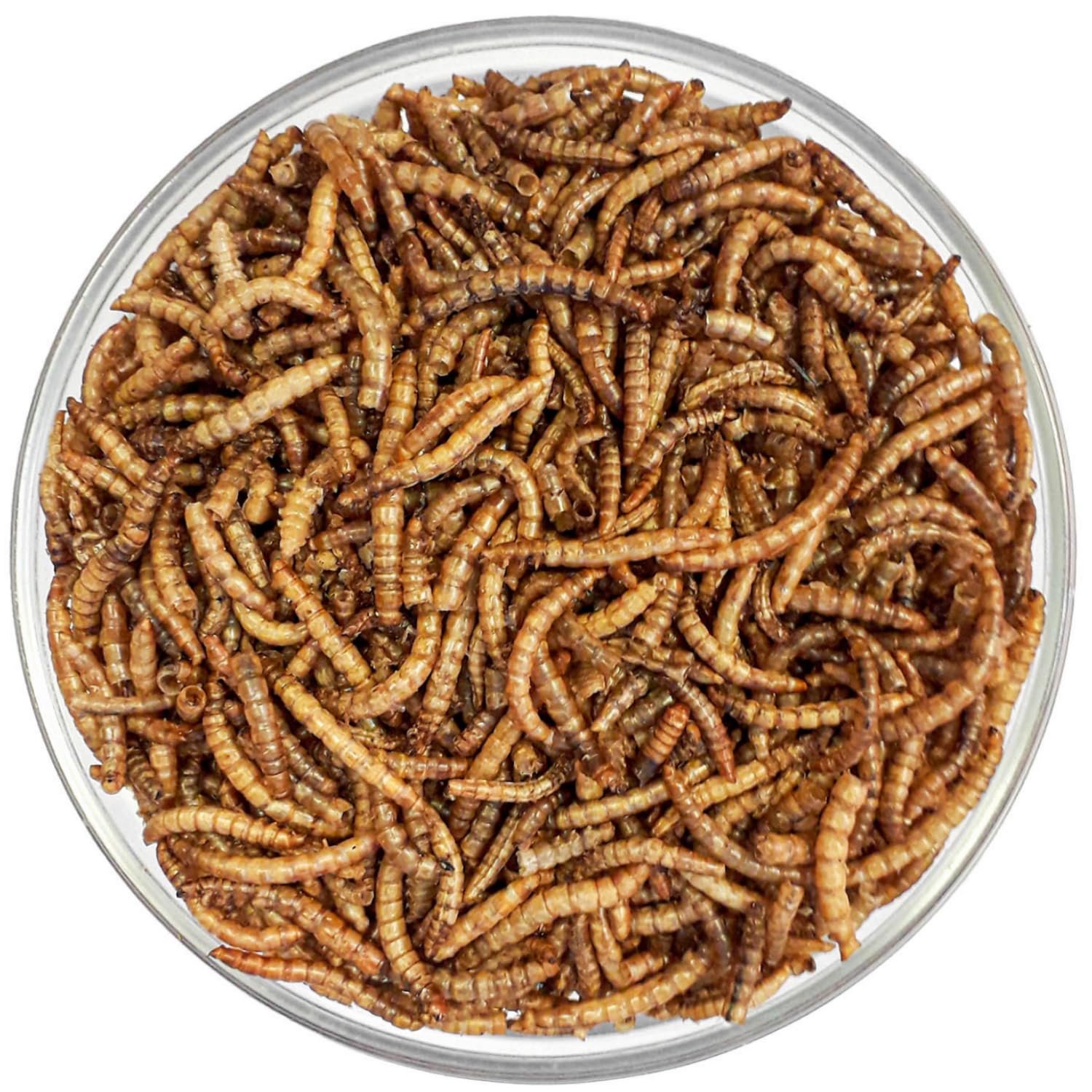 Agrarzone vers de Farine séchés 10 kg - 65 litres Snack Premium à Base d'insectes pour Oiseaux, Poissons, rongeurs, hérissons et Reptiles - Nourriture Riche en protéines pour Oiseaux
