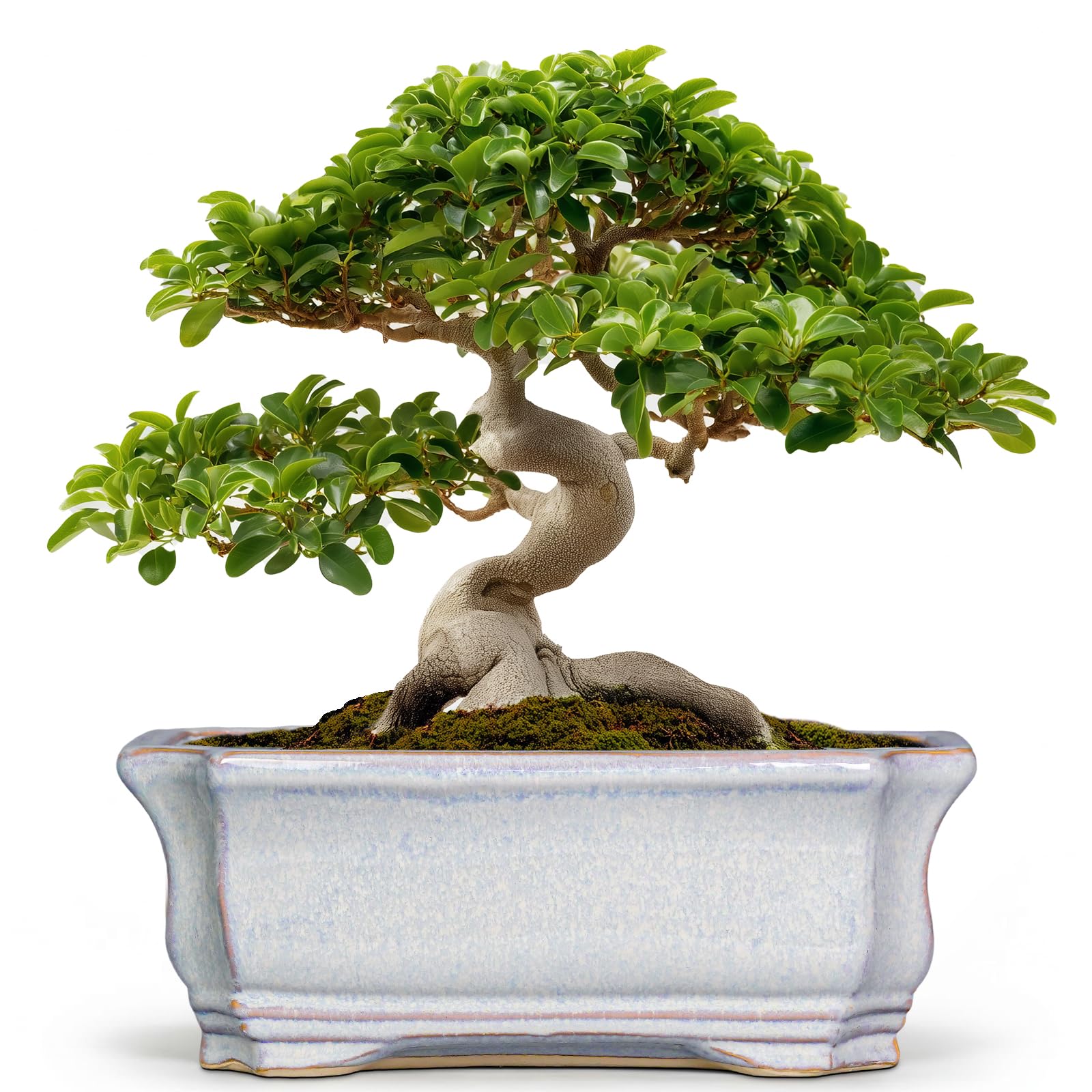 Vasi bonsai in ceramica - Fioriere per piante grasse da 35 cm con foro di drenaggio, fioriere per bonsai per piante grasse da interni, vasi decorativi, decorazione per portico anteriore, regali