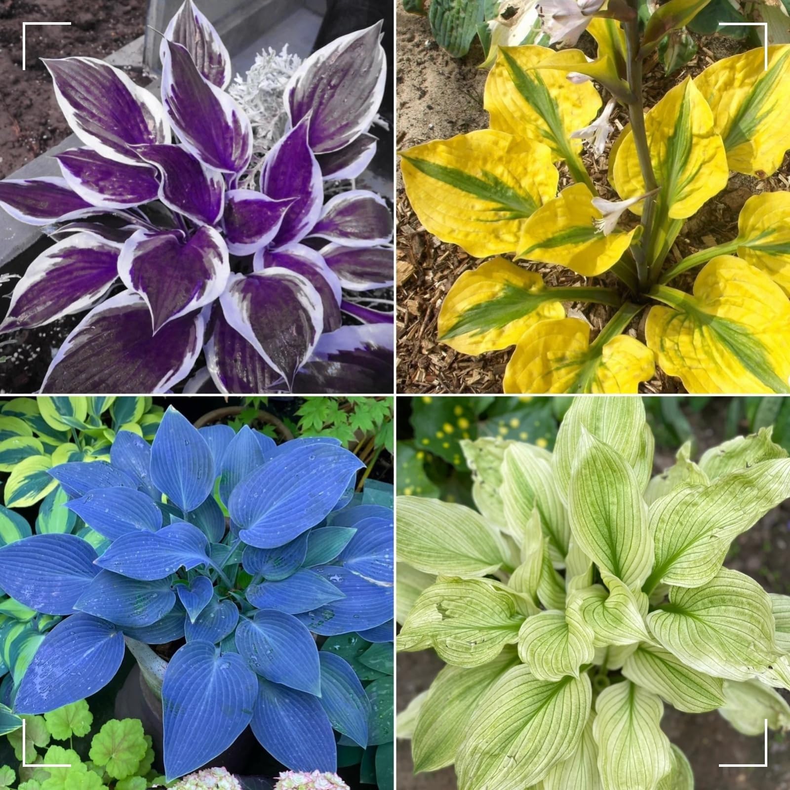 Hostas Bulbs for Planting UK Strong Plants That Grow Well Golden Jade Carving Feels Beautiful Now Mixed Garden Crop for Planting Now Greening Flower Cut Flowers Flowering Rhizome-6Bulbs-greenJ
