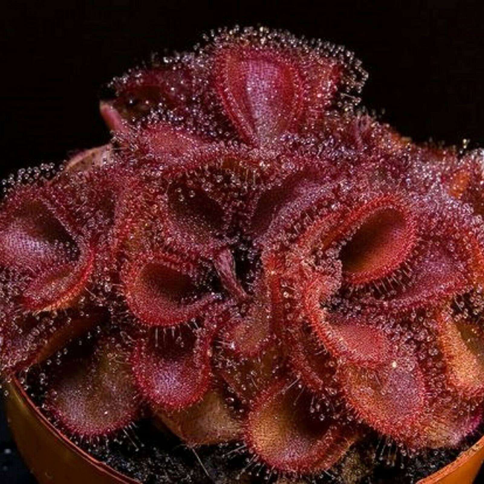 Semillas de Plantas carnívoras Naturaleza Atractiva Especial Hermosas Semillas de Plantas carnívoras para balcón