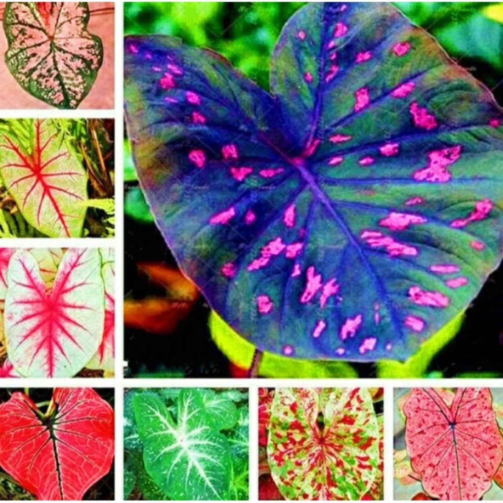 Elephant Ear Plant Ornamental Flowers/Plant Bulbs/Hardy Perennial/Wedding Flowers-5bulbs-a