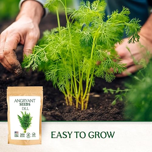 Miniatura 8 de Semillas de eneldo para plantar jardín de hierbas, semillas tradicionales sin OMG, sin tratar, 100% cultivadas en Estados Unidos, fáciles de