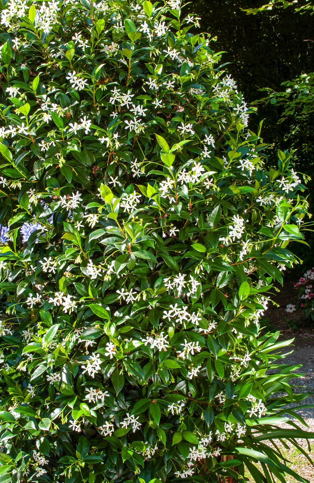 Sternjasmin 110-120 cm im 2L Topf (1, Weiß)