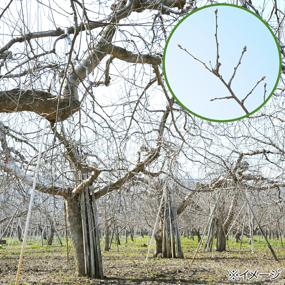 長野県小布施産 りんごの木 中枝 かじり木