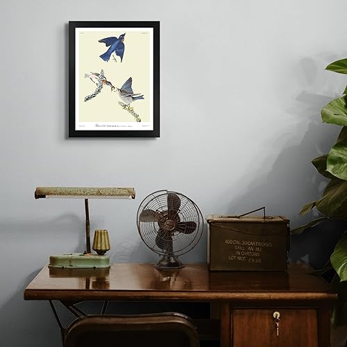Miniatura 4 de Blue Bird por James Audubon - Póster enmarcado para decoración de pared, pintura de obras de arte finas, pósteres e imágenes, impresiones de galería