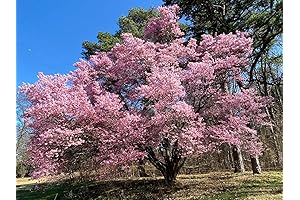 Okame Cherry Blossom Premium Tall Live Plant-6"-10" inch