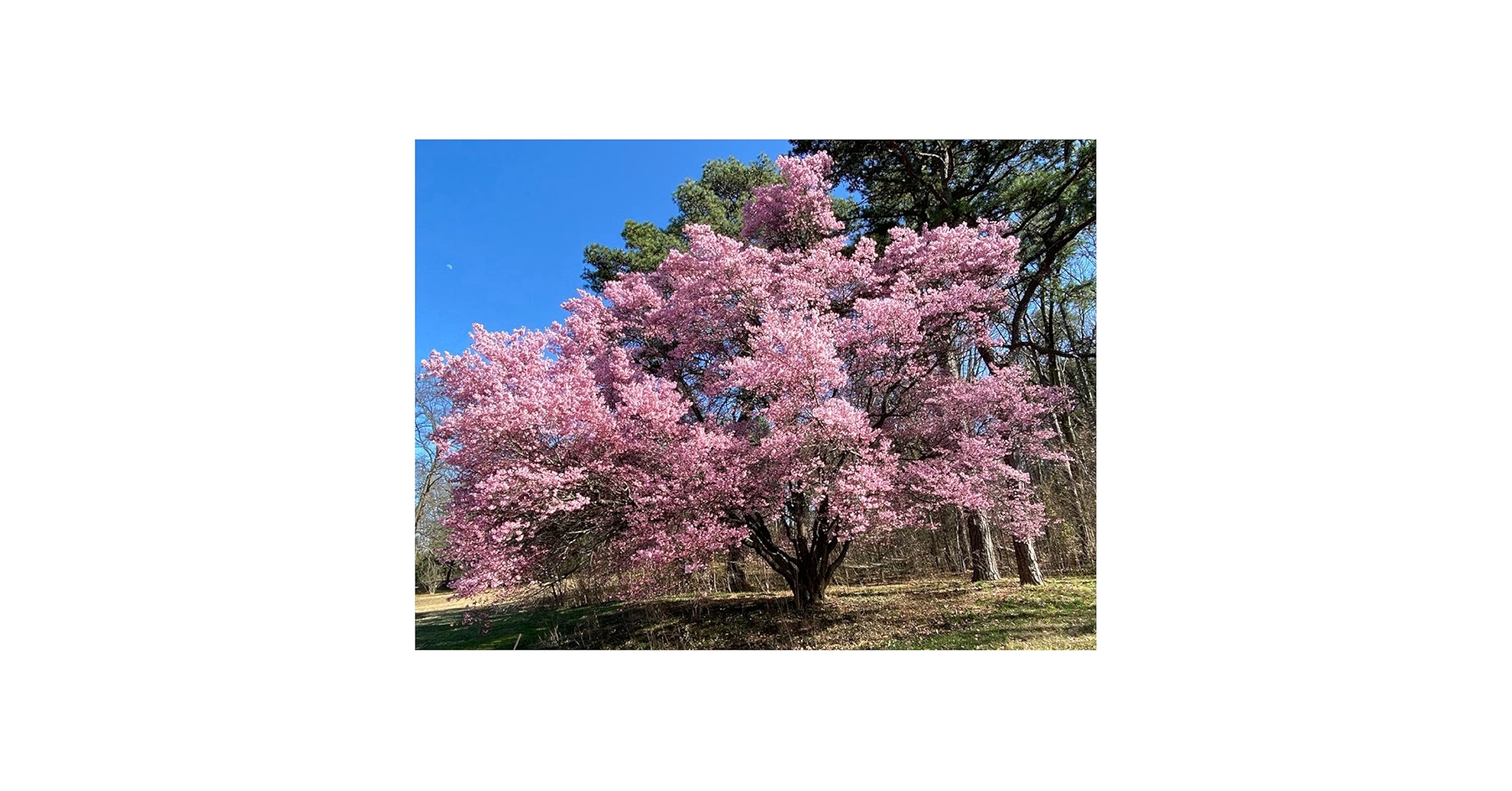 値引きしました‼️BLOSSOM Xplore 85 71e-LX4ceIL._UF350,350_QL50_.jpg