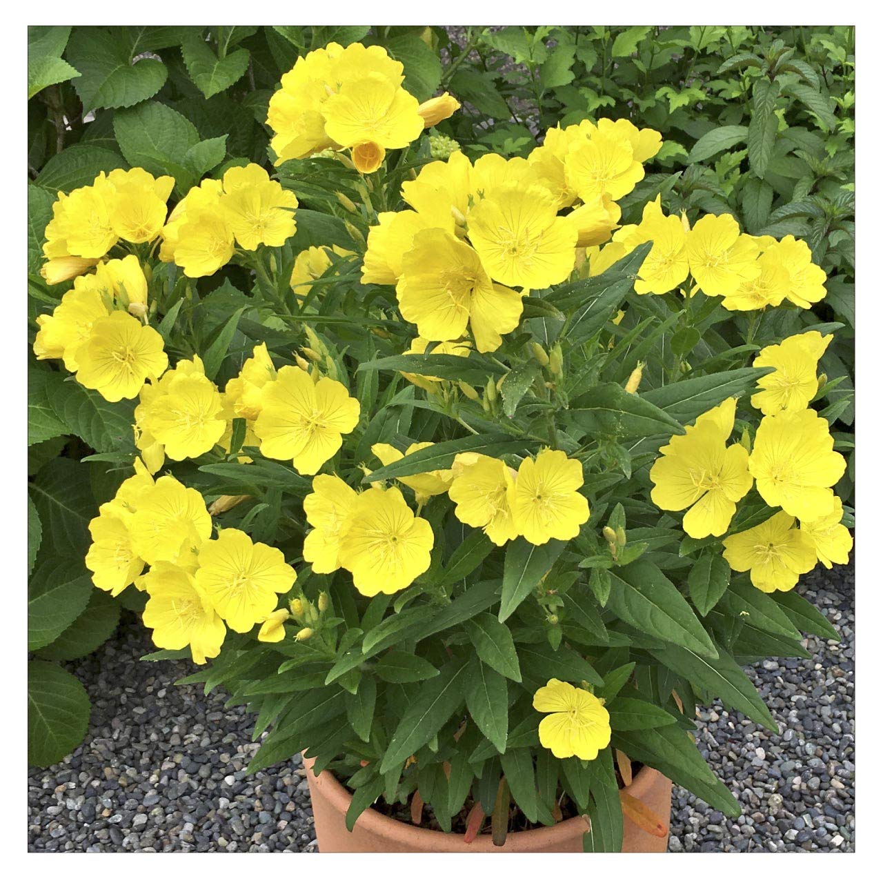 Amazon.co.jp: 黄花 昼咲き月見草 大苗 10.5cmポット 2苗 : DIY・工具