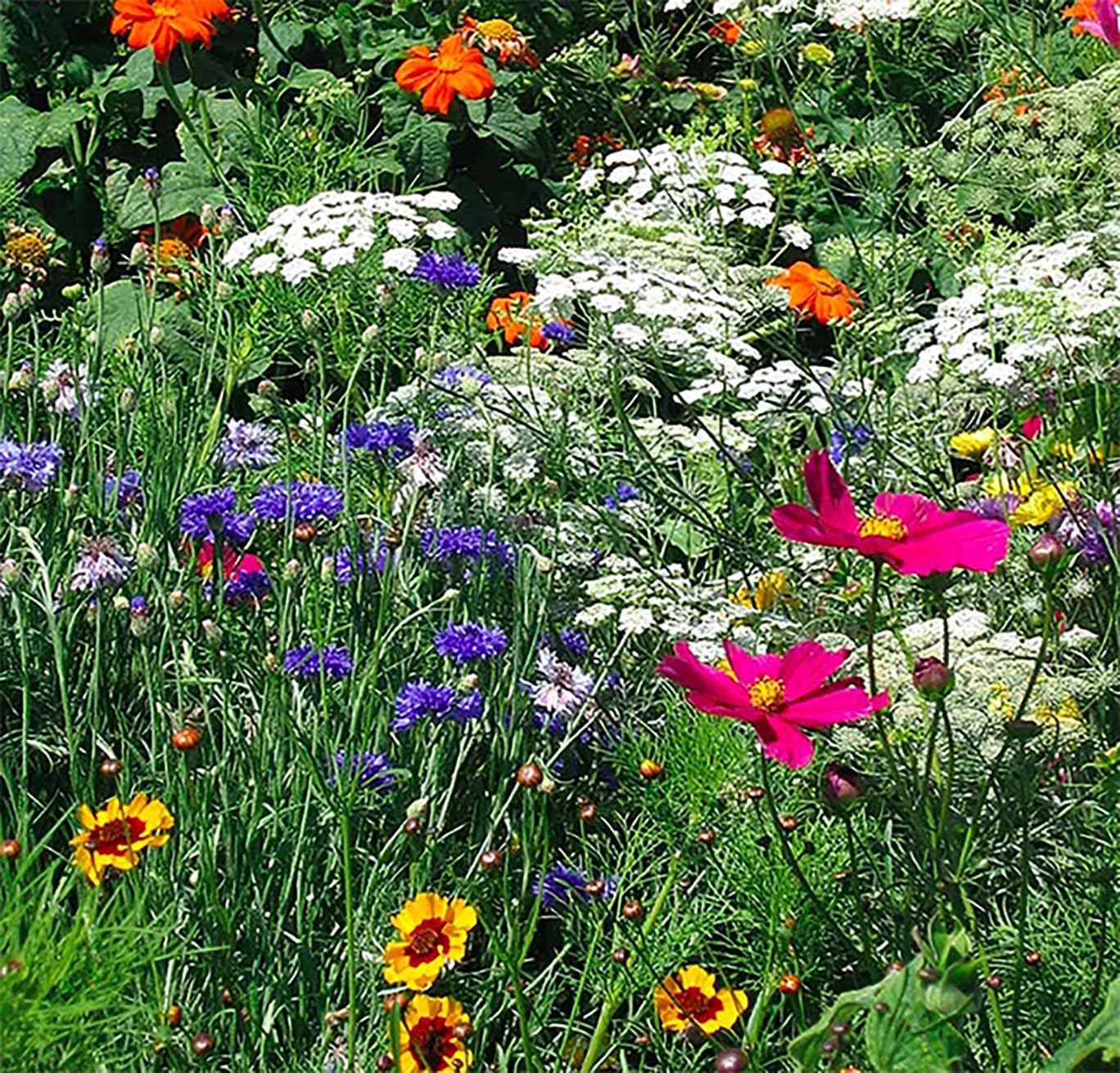 Marde Ross Dry Area Wildflower Seed Mix