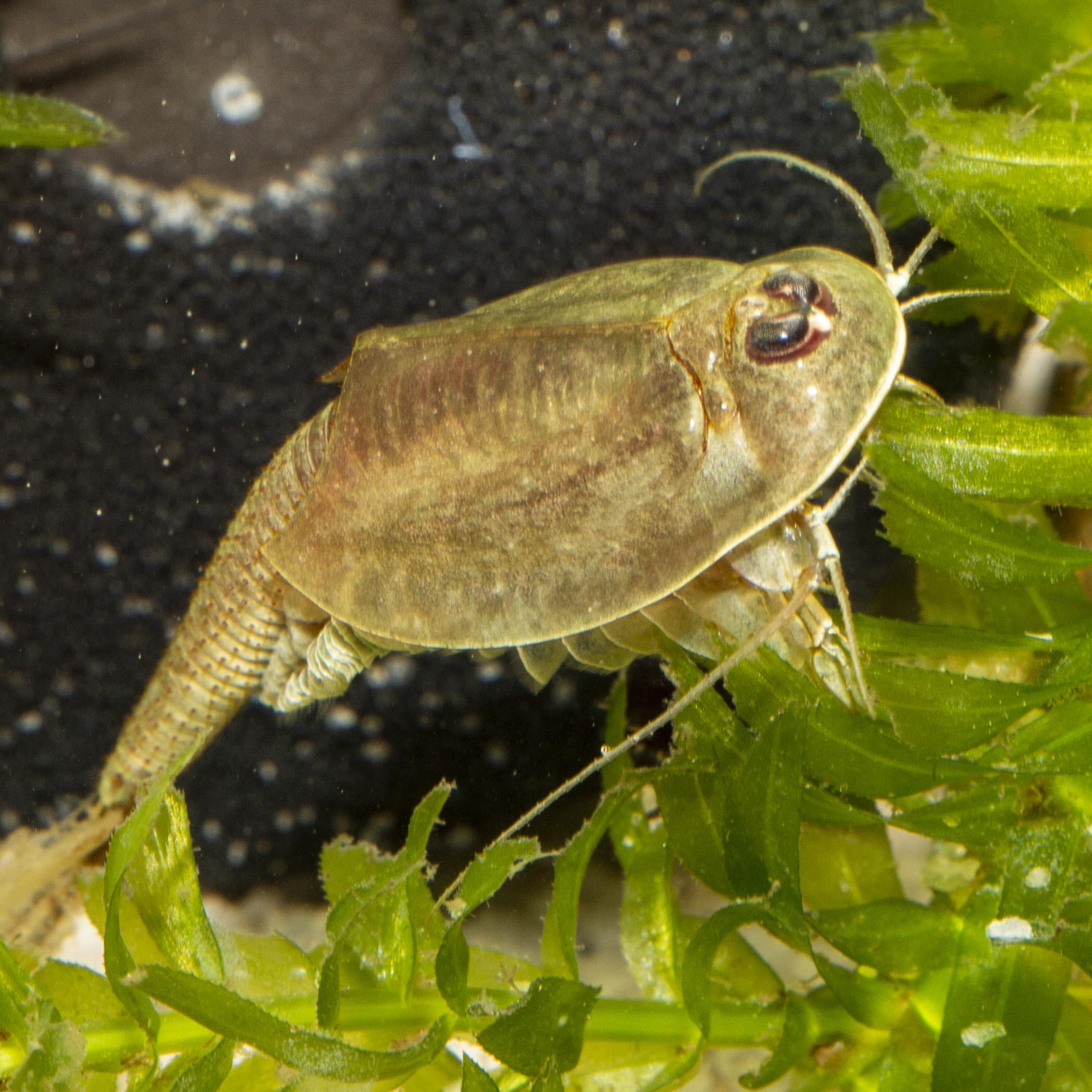 Triops und Feenkrebse Urzeitkrebse Komplettset,6 Liter, Kunststoff Aquarium, Eier, Luftpumpe, Filter, Kescher, Zuchtansatz, Futter und Anleitung