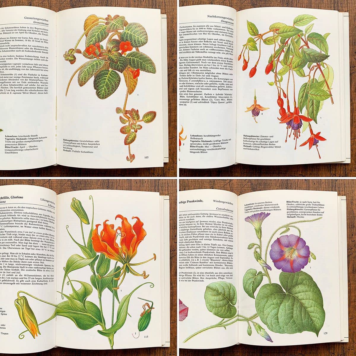 Amazon.co.jp: ドイツの古い植物図鑑(KLETTERPFLANZEN 1985年
