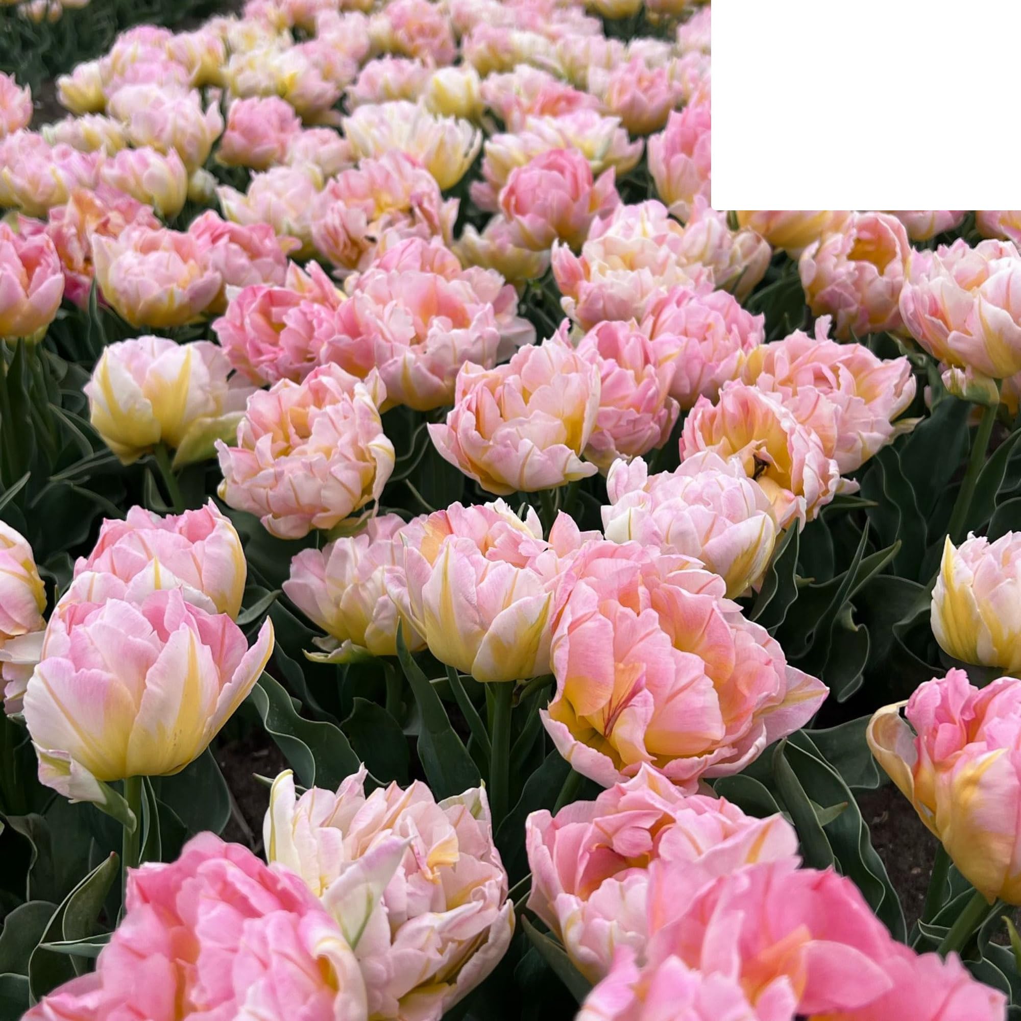 Bulbos de tulipán 'Password' | 20 Piezas | Tulipán rosa de doble flor - 30-50cm - Ø5cm - bulbo de flor - Planta de jardín
