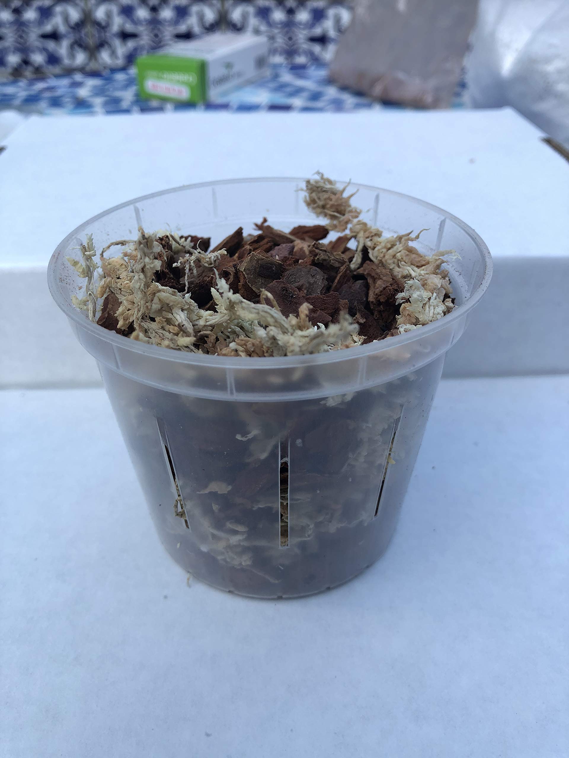 Orchid Potting Mix for Keiki+ Clear Pot with Side Holes+ Organic Orchid Food sample (3 inch top Diameter)
