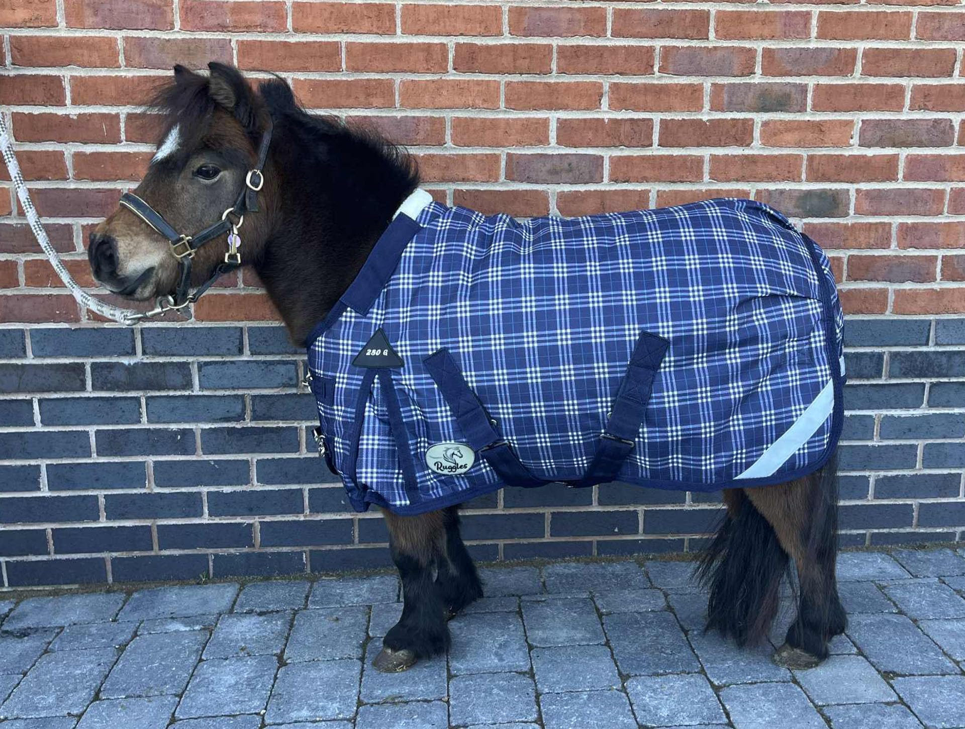 Ruggles 280g Middleweight Turnout Rug Shetland Section A Donkey Miniature Horse | Teflon Coated 1200D Outer Fabric | Ideal for Colder Weather (Navy Check, 3' 9")