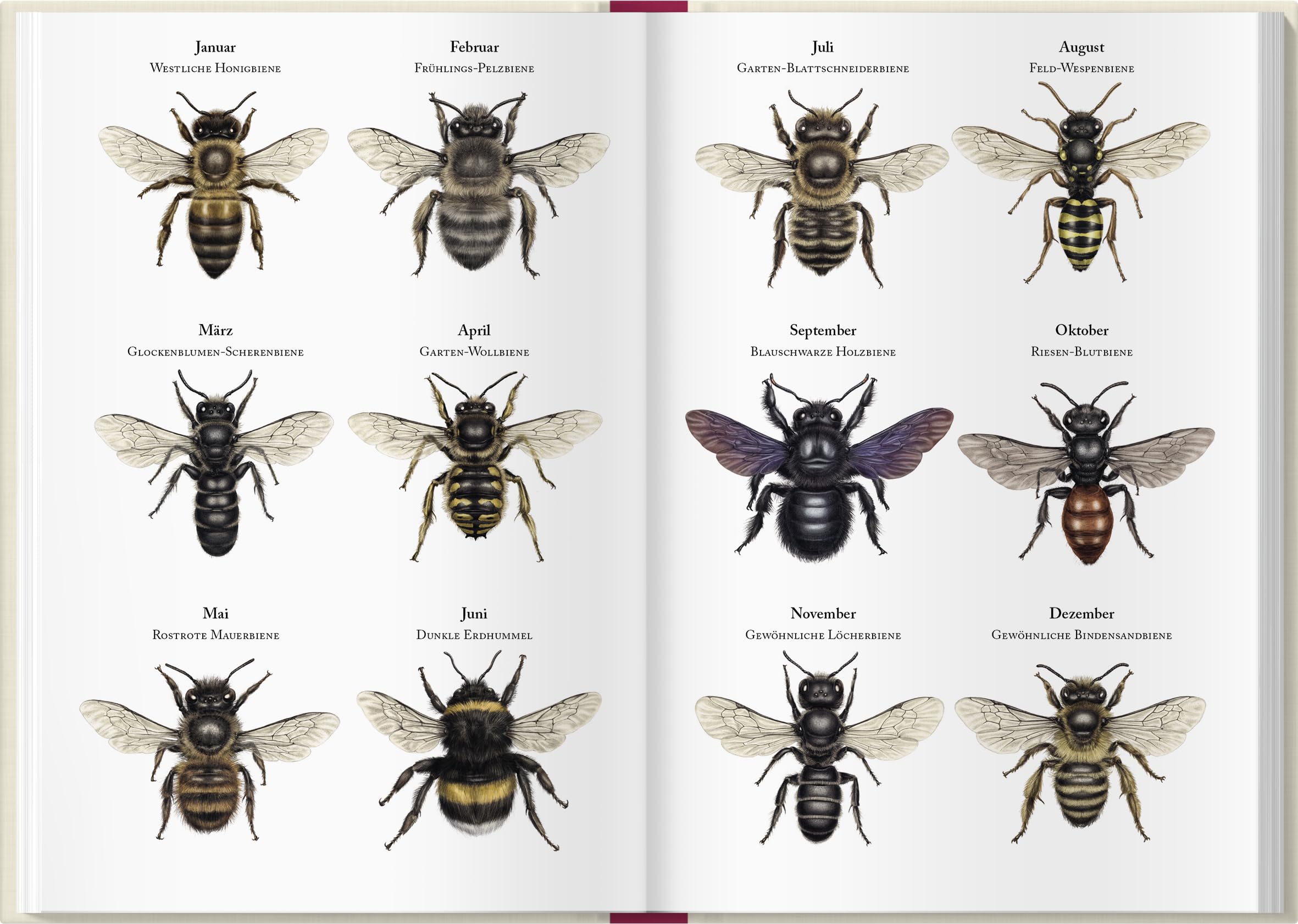 Bienenkalender 2027: Mit einer praktischen Wochenübersicht und bezaubernden Illustrationen. Für Bienen- und Naturliebhaber: Organisieren, beobachten & entdecken mit dem praktischen Taschenkalender.