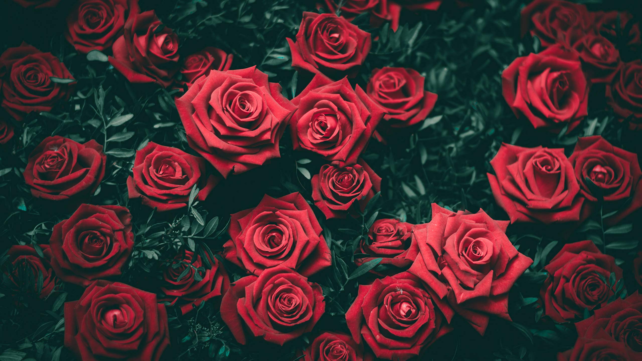 SIGN EVER Red Rose Flower Paper Posters for Home Wall Decoration Beautiful Animation Girls/Boys Bedroom Living Room Studios Shops (L x H :18 X 12 Inches Multicolored, 300GSM)