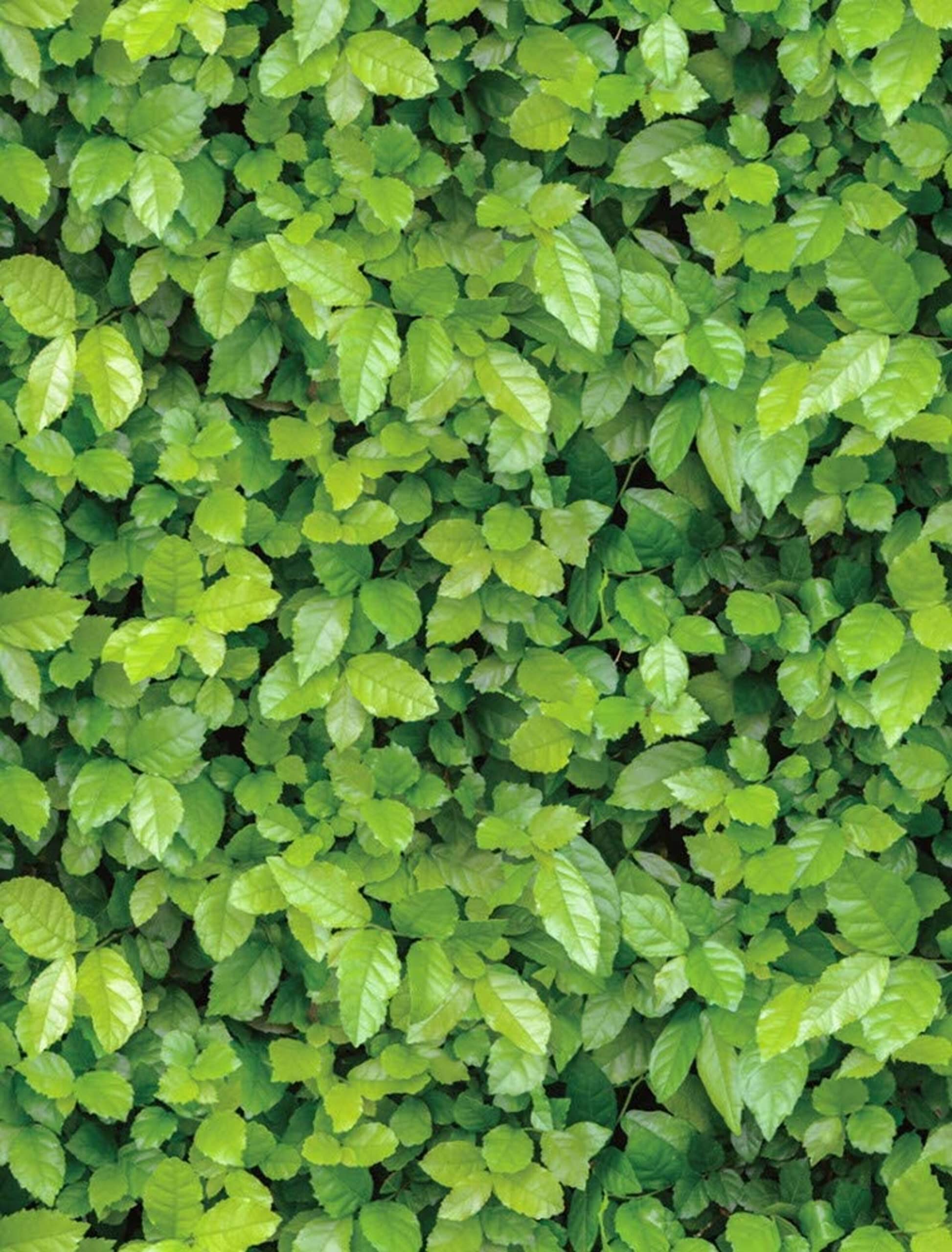 ANNACREATIONS Green Leaf Peel and Stick Waterproof Self Adhesive Wallpaper PVC Decorative Wall Covering Cabinet Vinyl Wall Stickers for Bedroom Hall Living Room (45 X 304 CM)
