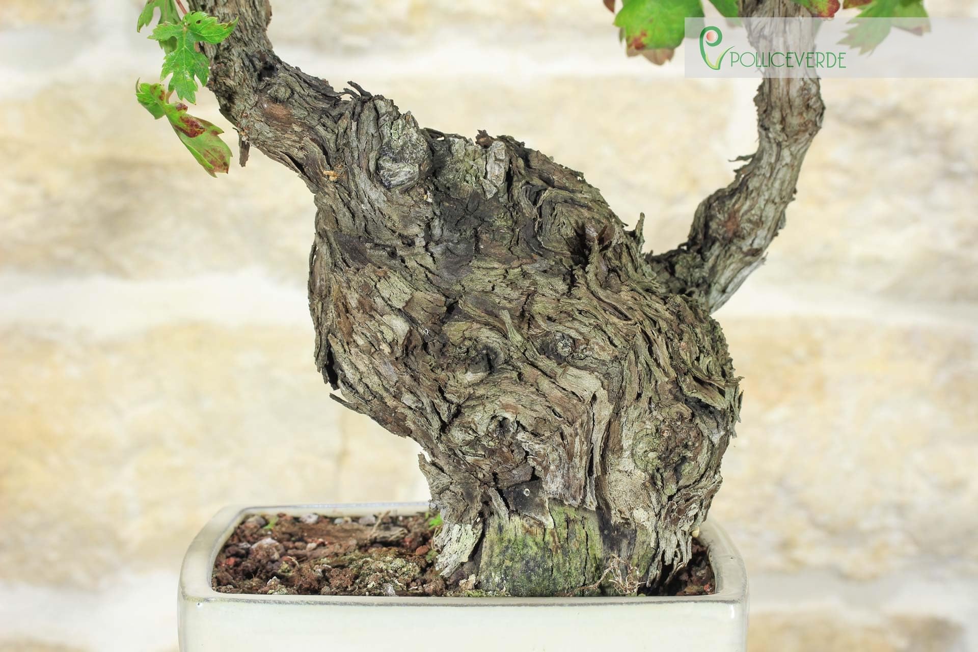 Bonsai di Vite (107)