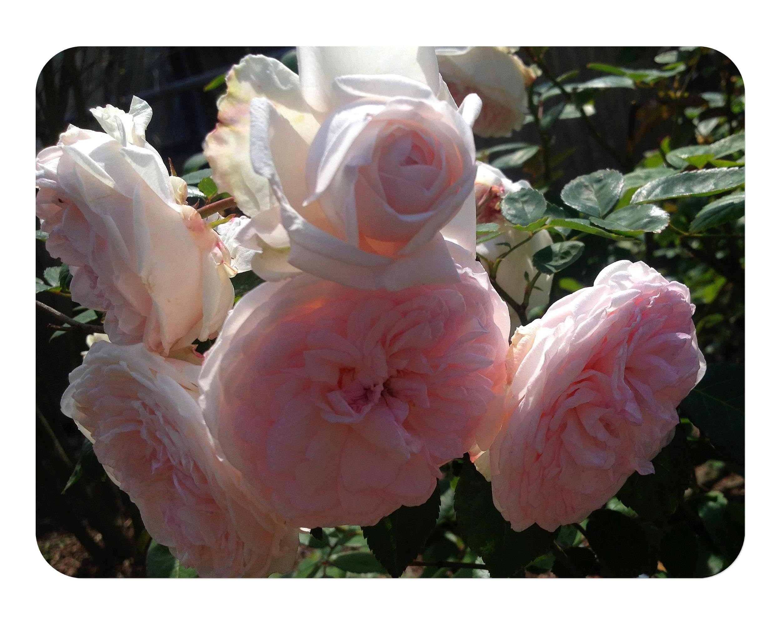 Clotilde Soupert Antique Heirloom Rose Bush