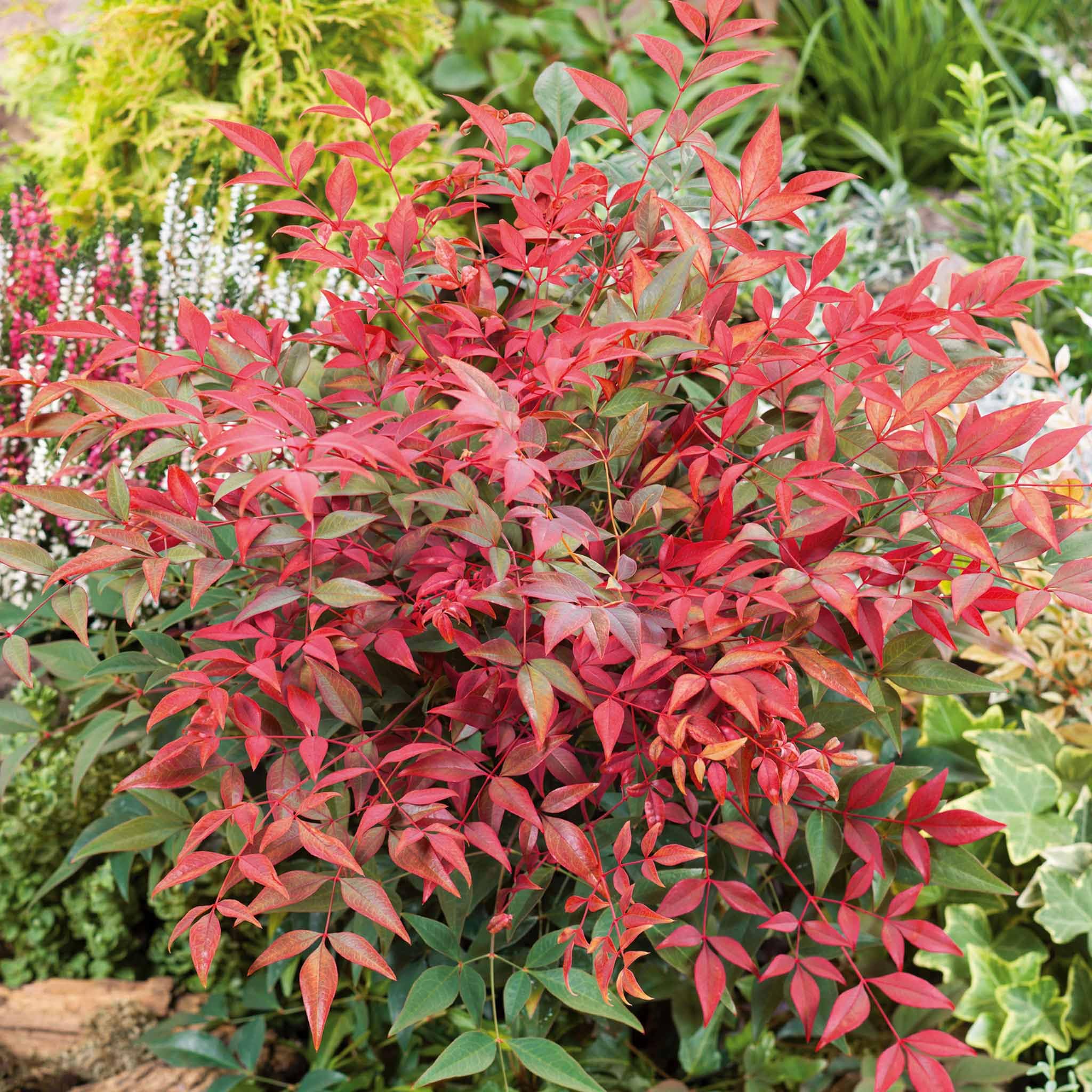 Marshalls Garden Nandina domestica 'Obsessed' - Compact Evergreen Shrub for Pots and Borders 3 Litre Plant