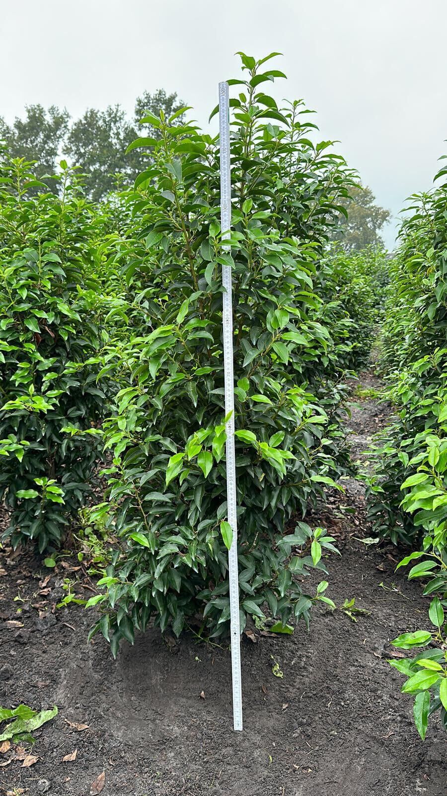 50st. Portugiesischer Kirschlorbeer 125-150cm XXL Super Buschig als  krftige Ballenware Kirschlorbeer Prunus lusitanica 'Angustifolia' Lorbeer  Gartenhecke Sichtschutz : Amazon.de: Garten