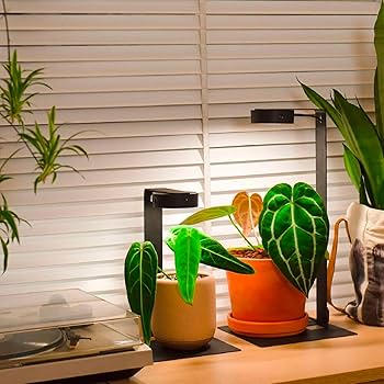 MILLS 植物ライトスタンド ブラック SET-RodC-LampSG-BK_01.jpg?v=