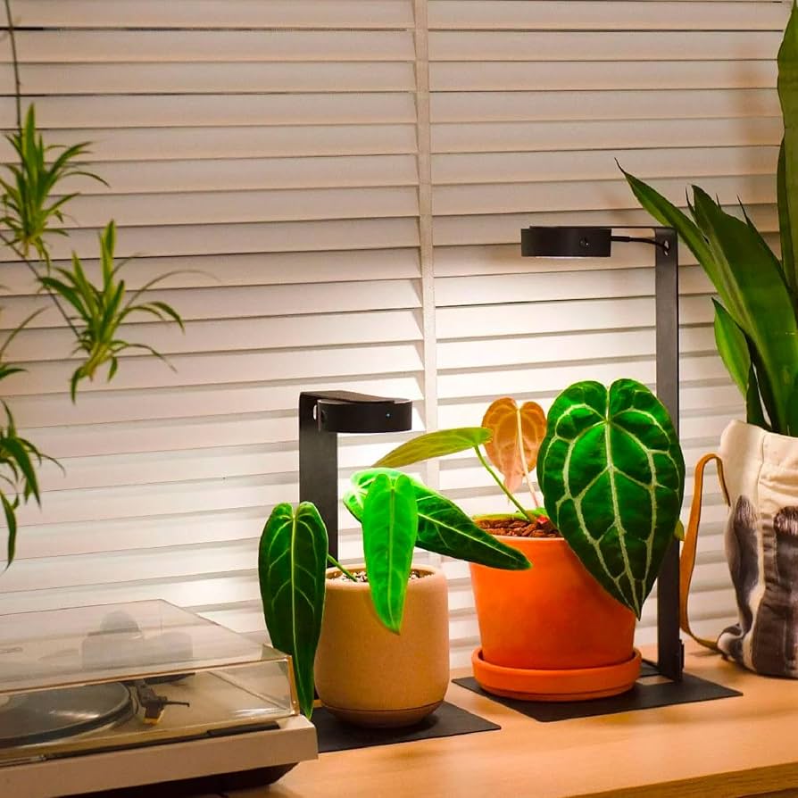 WANTKEY&H&O DS 希少植物育成ライト スタンド 植物育成ライト – linkplants -リンクプランツ-