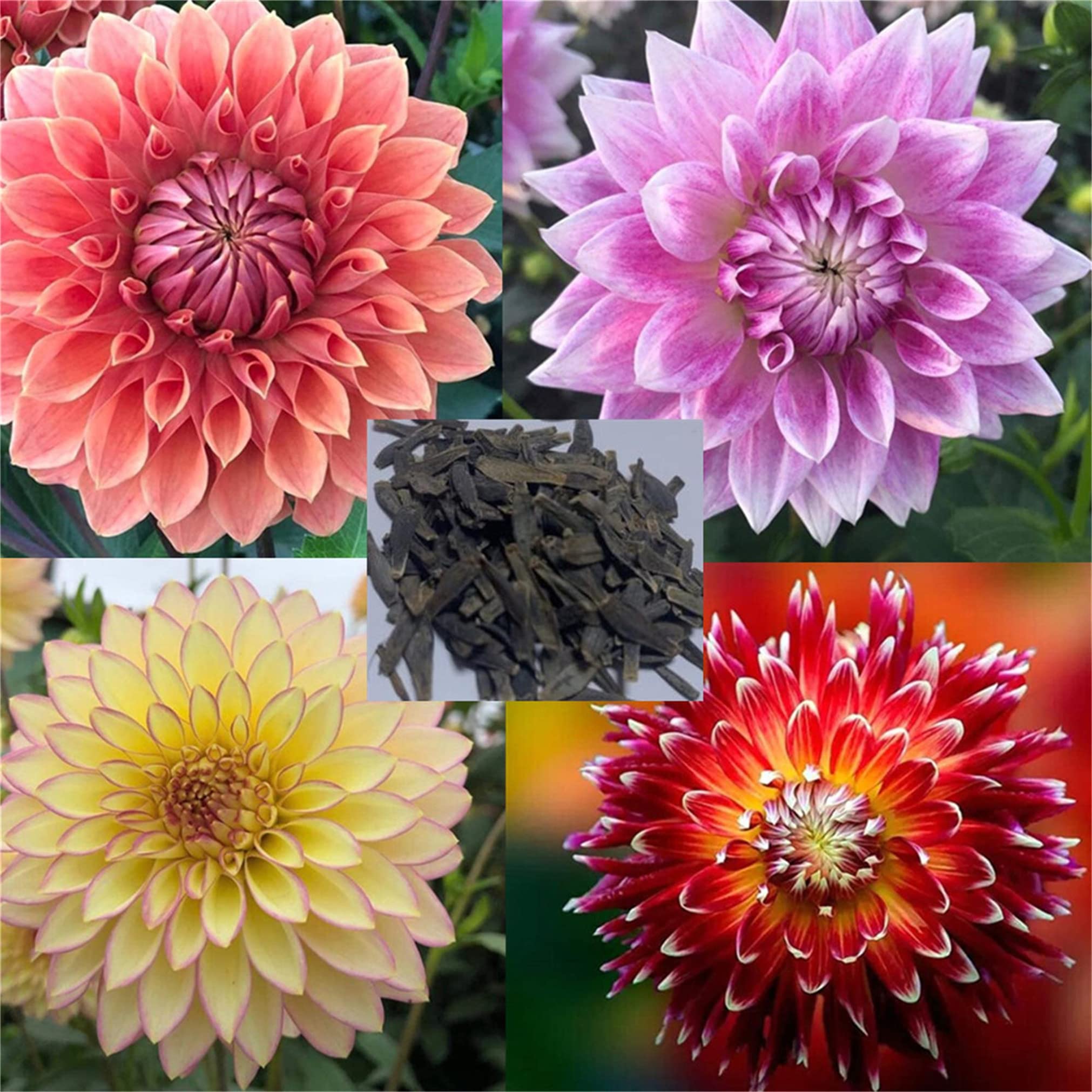 zellajake Rare Flower Seeds 100+ Pcs Dahlia Seeds Compound Petals Multi-Color Mixed