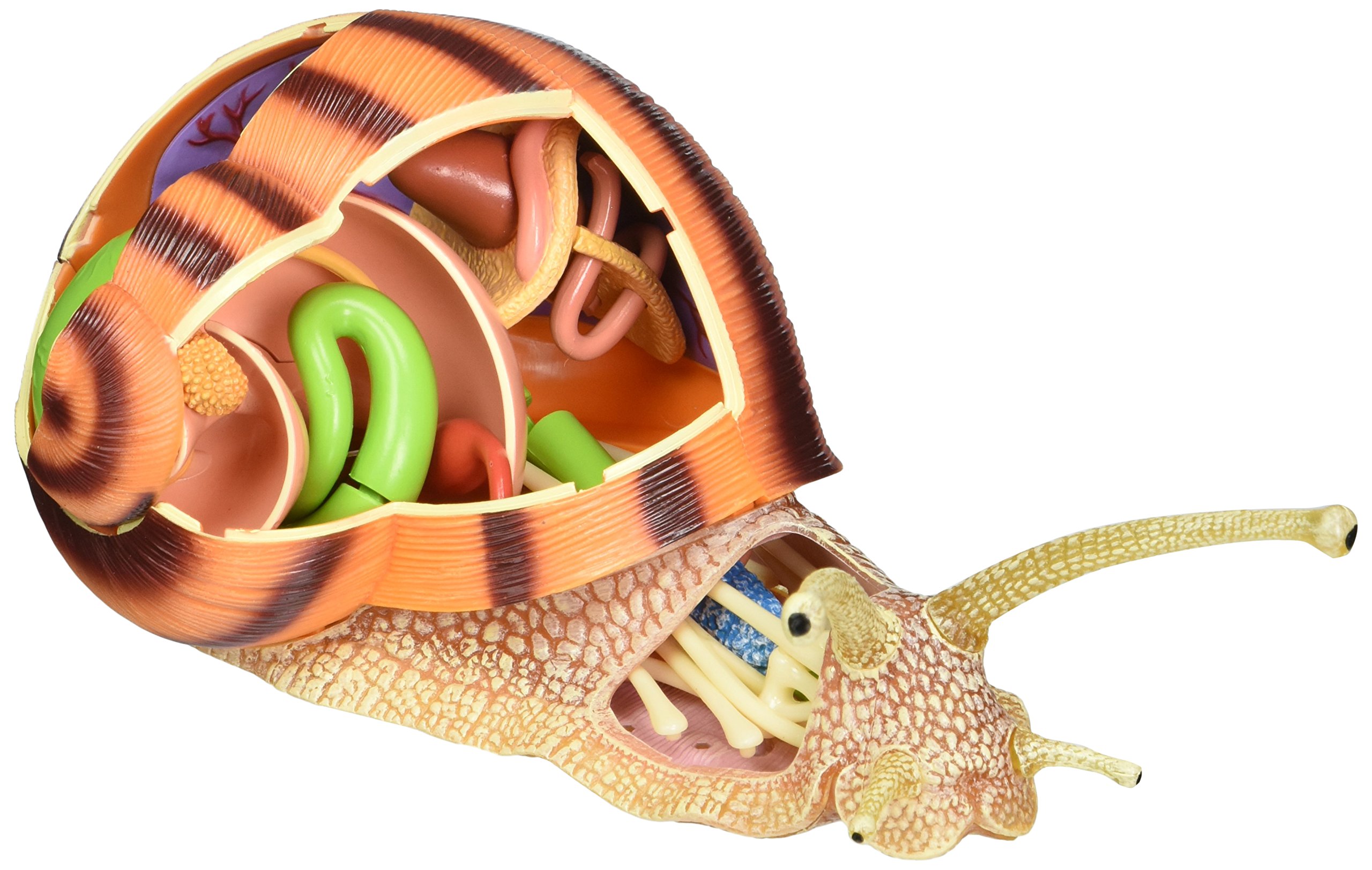 生き物・恐竜 4D VISION SNAIL Anatomy Model Tedco 4D Vision Snail Anatomy Model : Amazon.in: Toys & Games