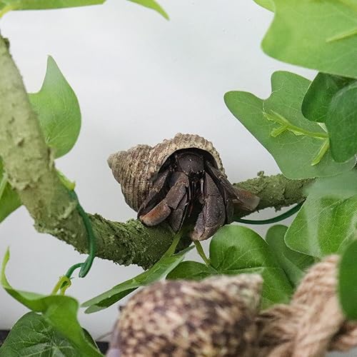 Miniatura 2 de Oooct Juguetes trepadores de cangrejo ermitaño de 39.4 pulgadas, suministros de cangrejo ermitaño flexibles, juguetes de enredaderas de reptiles,