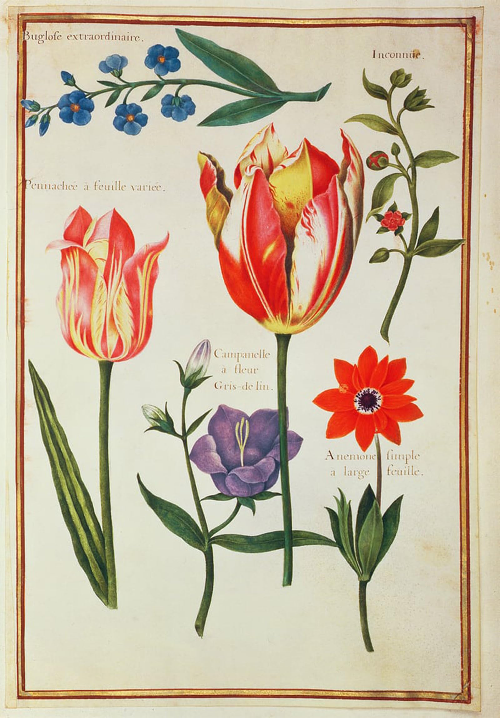 ARTXLXXBN Famous Prints Artwork Pictures Poster Painting Art Flower Studies by Nicolas Robert Artwork Landscape Pictures for Home Decor 60x90cm