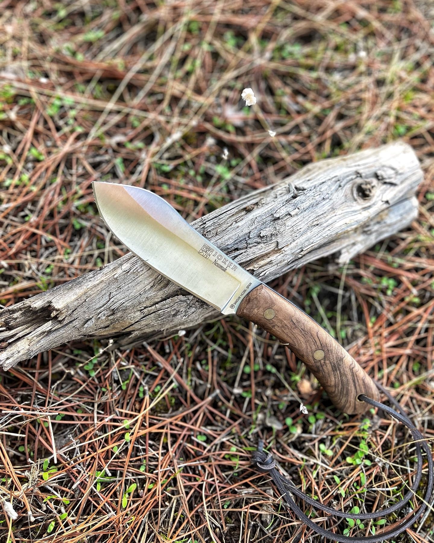 joker Coltello da caccia Nessmuk CN136, manico in noce, lama Sandvik 14C28N da 11 cm con affilatura piatta, con fodero in pelle marrone, di pesca, caccia, campeggio e trekking.