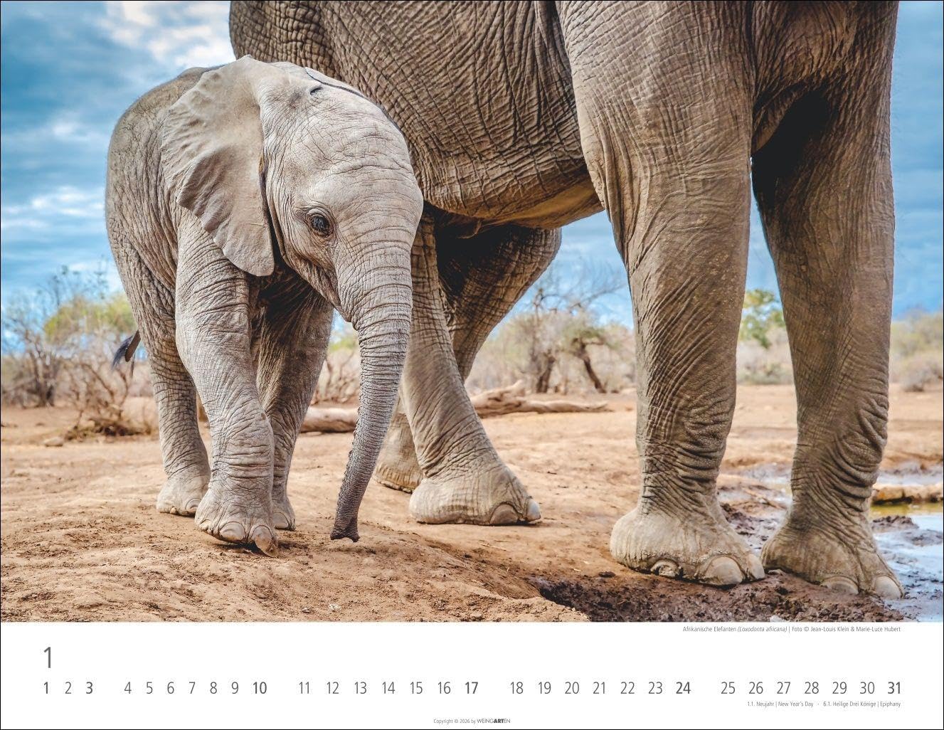 Elefantenbabys Kalender 2027: Tierisch-süße Dickhäuter im Jahres-Wandkalender 2027. Lustige Momentaufnahmen von niedlichen Jung-Elefanten. Ein Tierkinder-Fotokalender im Querformat 44 x 34 cm