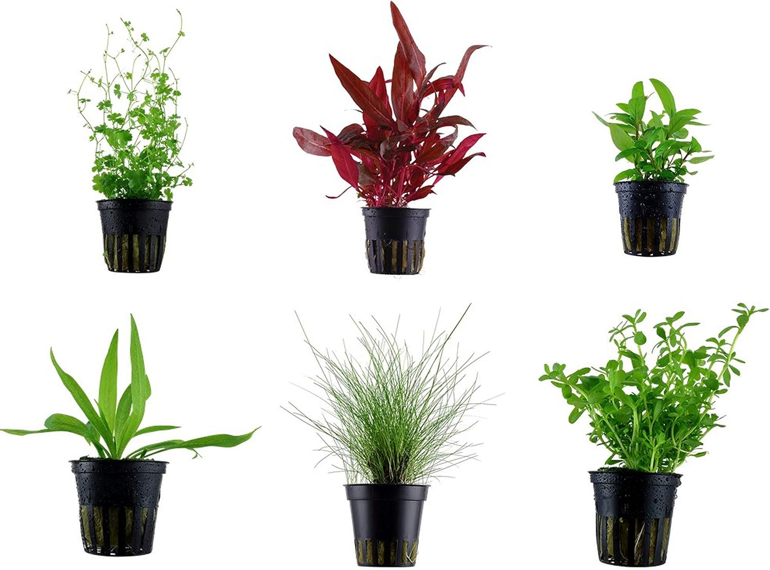 Tropica Vordergrund-Set mit 6 Topfpflanzen, Aquarium-Pflanzen-Set Nr. 30, Wasserpflanzen, Aquarienpflanzen Tropica Vordergrund-Set mit 6 Topfpflanzen, Aquarium-Pflanzen-Set Nr. 30, Wasserpflanzen, Aquarienpflanzen