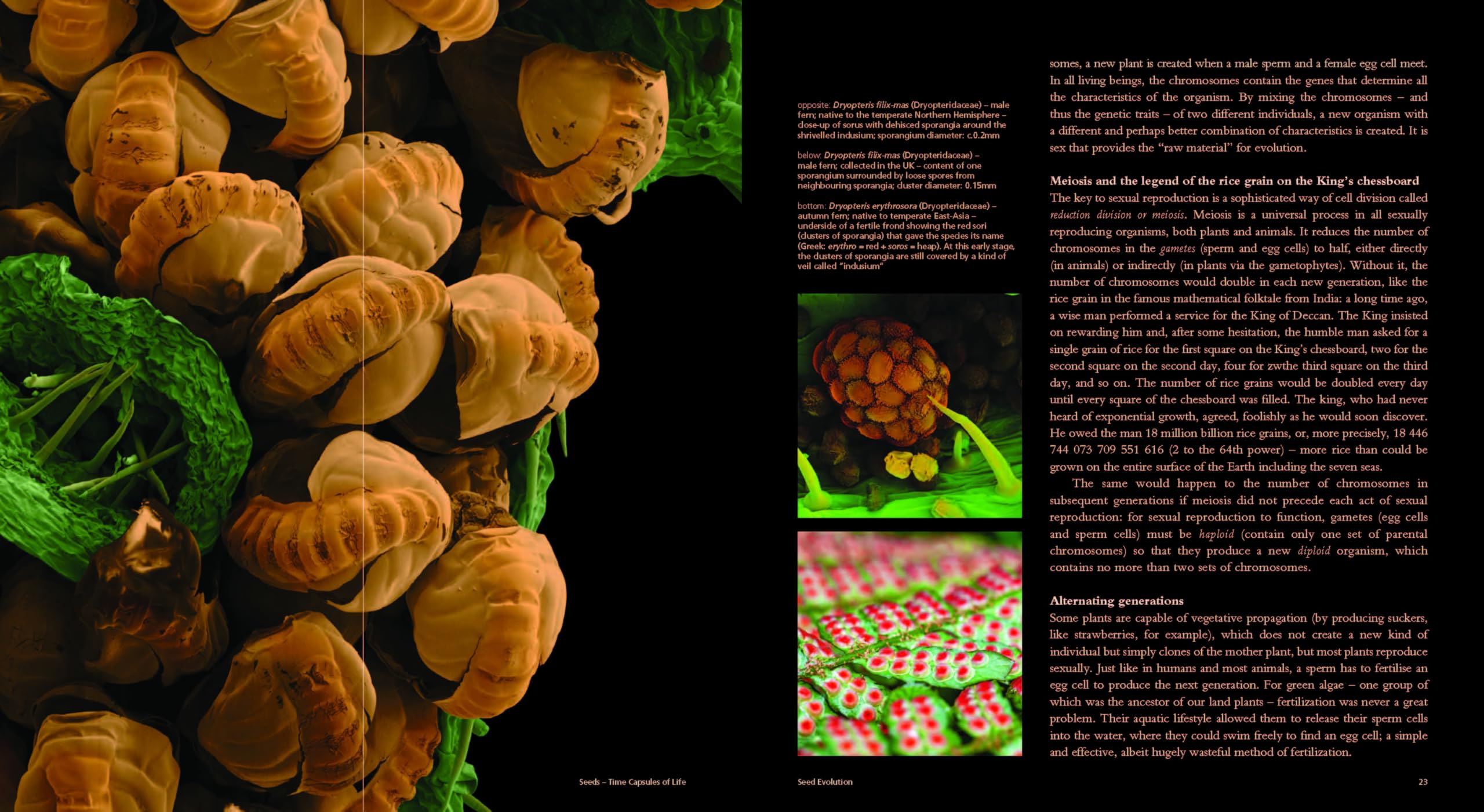 Seeds : Time Capsules of Life