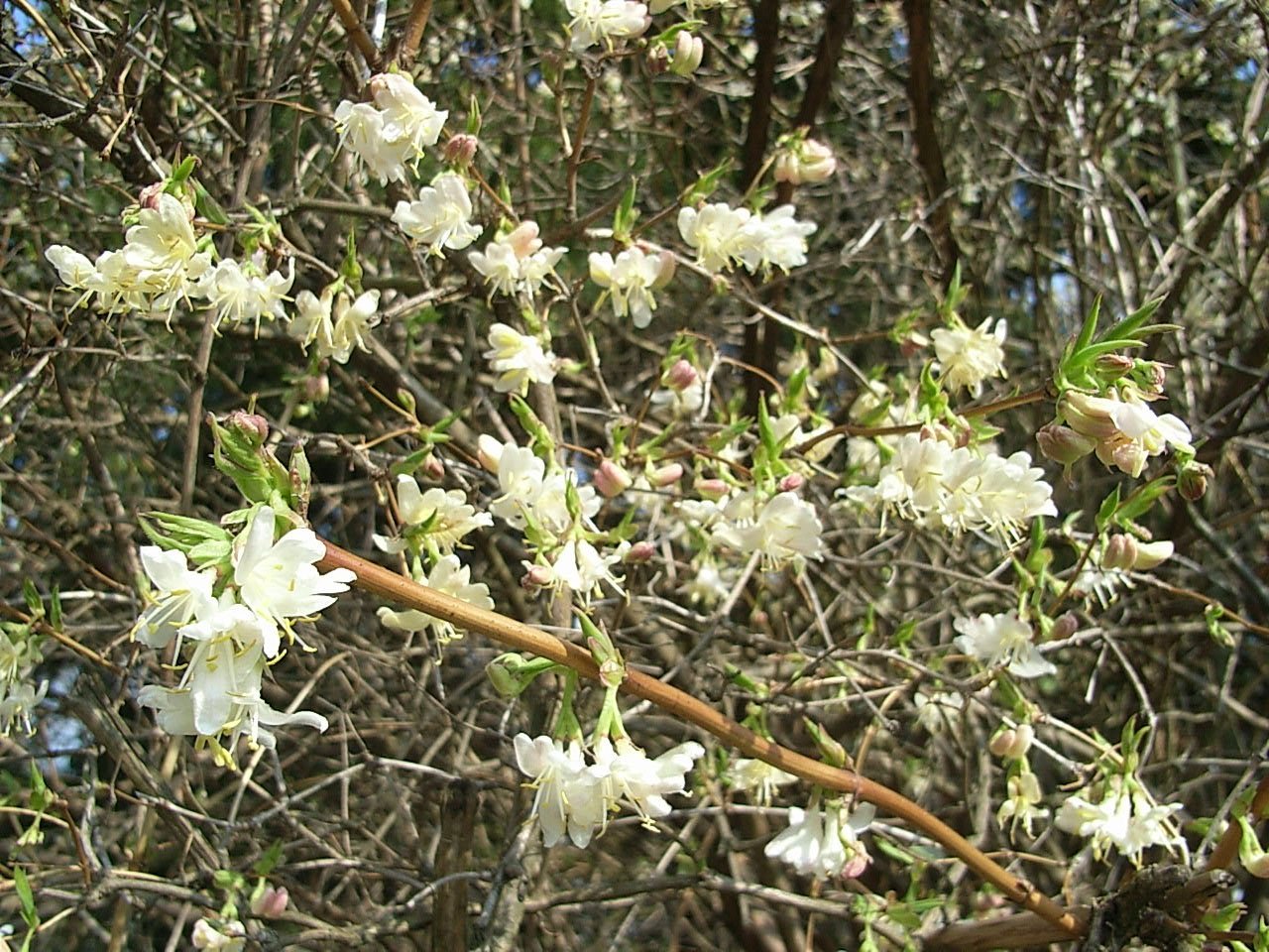 Amazon.com : Lonicera fragrantissima | Winter Honeysuckle | 20_Seeds :  Patio, Lawn & Garden