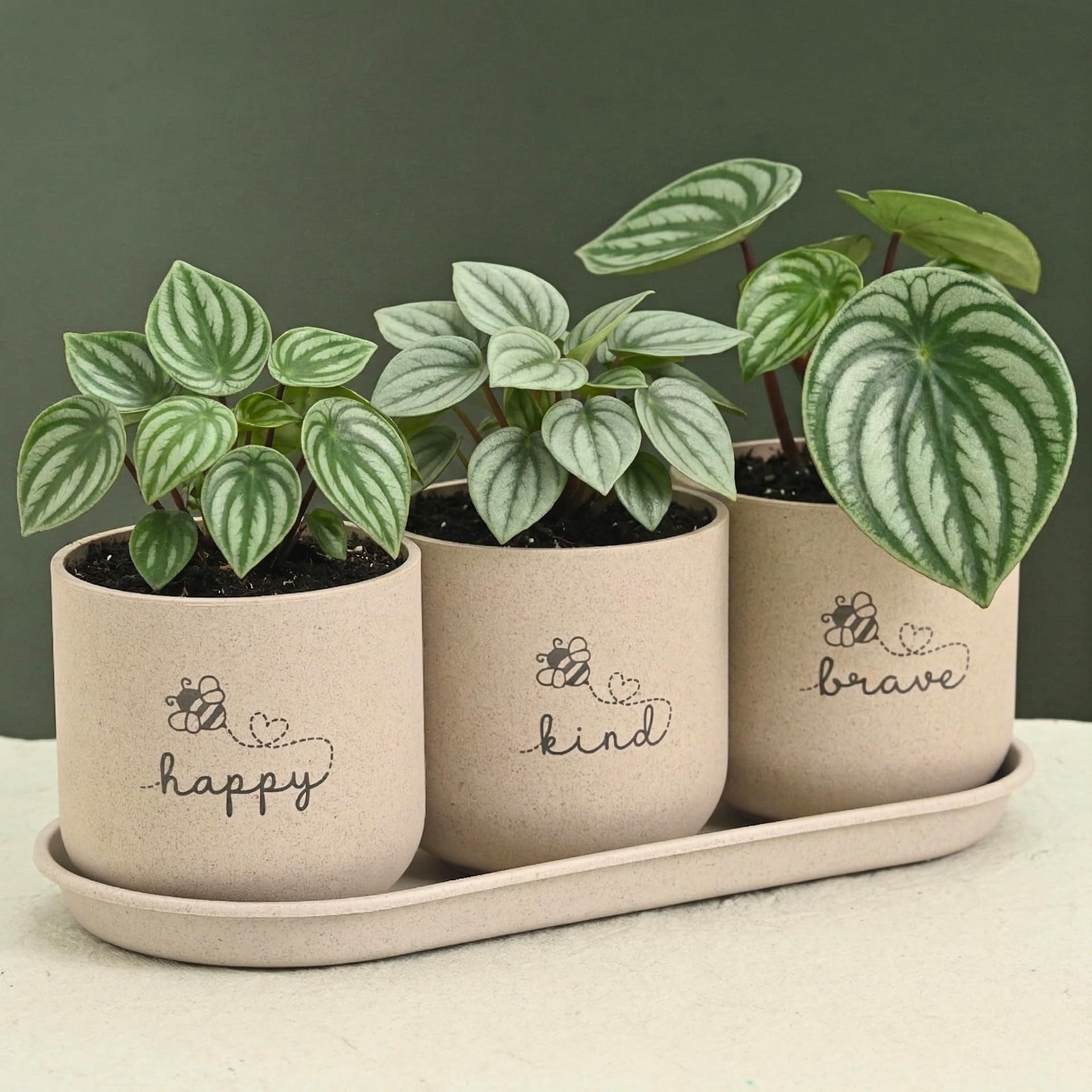 Eha Earth-Friendly Printed Small Terrapod Planters with Tray for Home Decor | 3.5 Inch, Pack of 3 | Plant Gifts Made with Rice Husk Biocomposite | Flower Pot for Living Room| Sand Castle-image-36