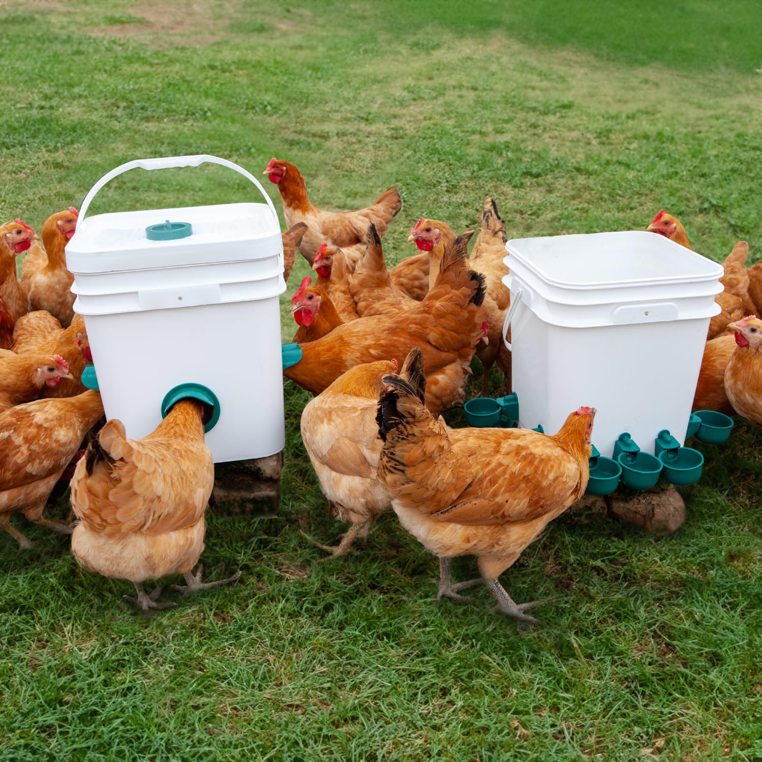 Comedero automático para Pollo, sin desperdicios, Juego de 6 comederos de Pollo con 6 Tazas de Agua de Pollo, Kit de comedero de Aves de Corral